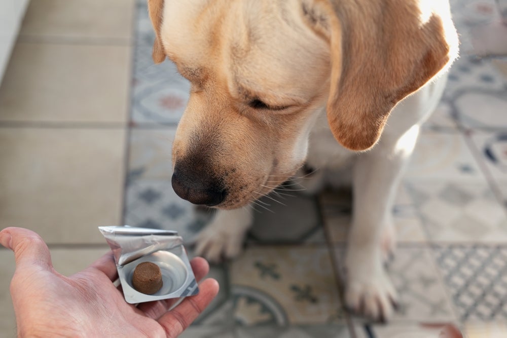 O remédio para pulga de cachorro em forma de comprimido palatável é um dos mais indicados