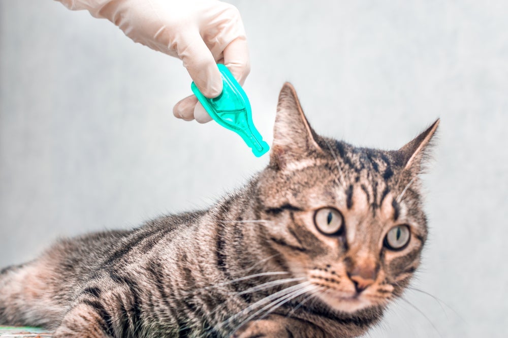 Um exemplo de remédio para pulga em gatos é a pipeta