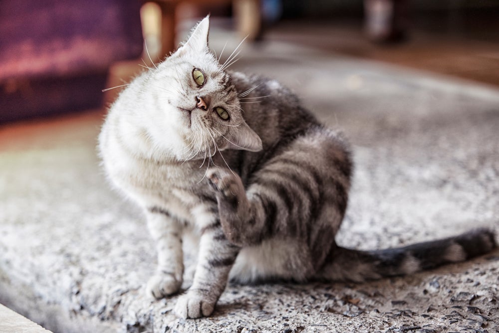 A pulga em filhote de gato pode trazer uma série de incômodos