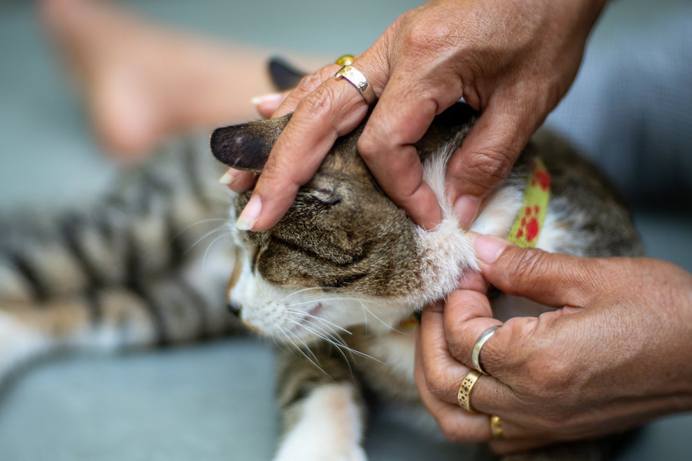 As pulgas em gatos podem servistas a olho nu