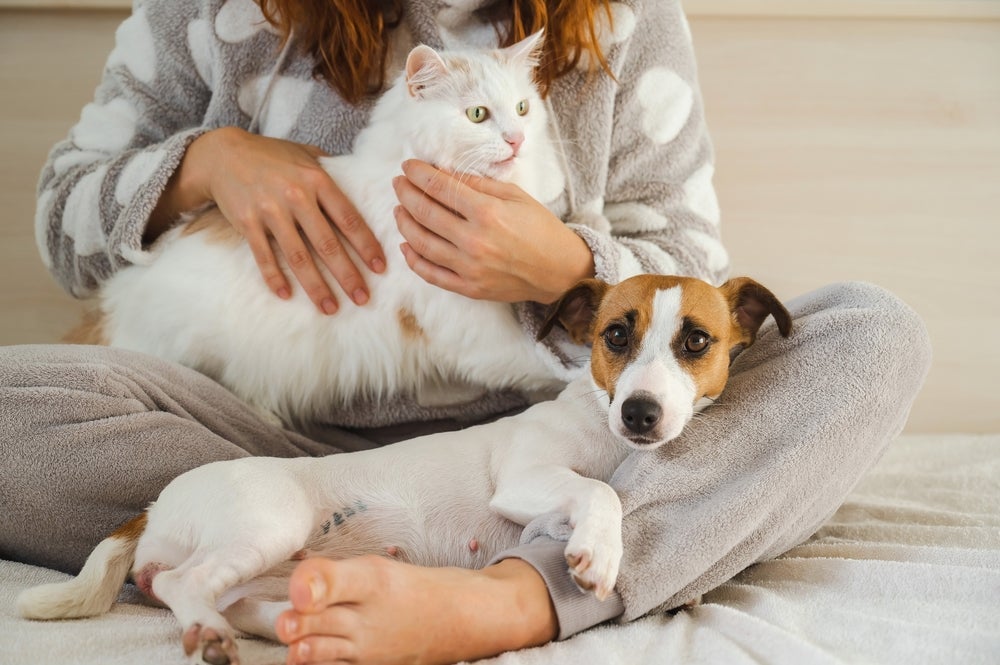 Para acabar com pulgas e carrapatos, os tutores também precisam se atentar ao ambiente em que os pets vivem