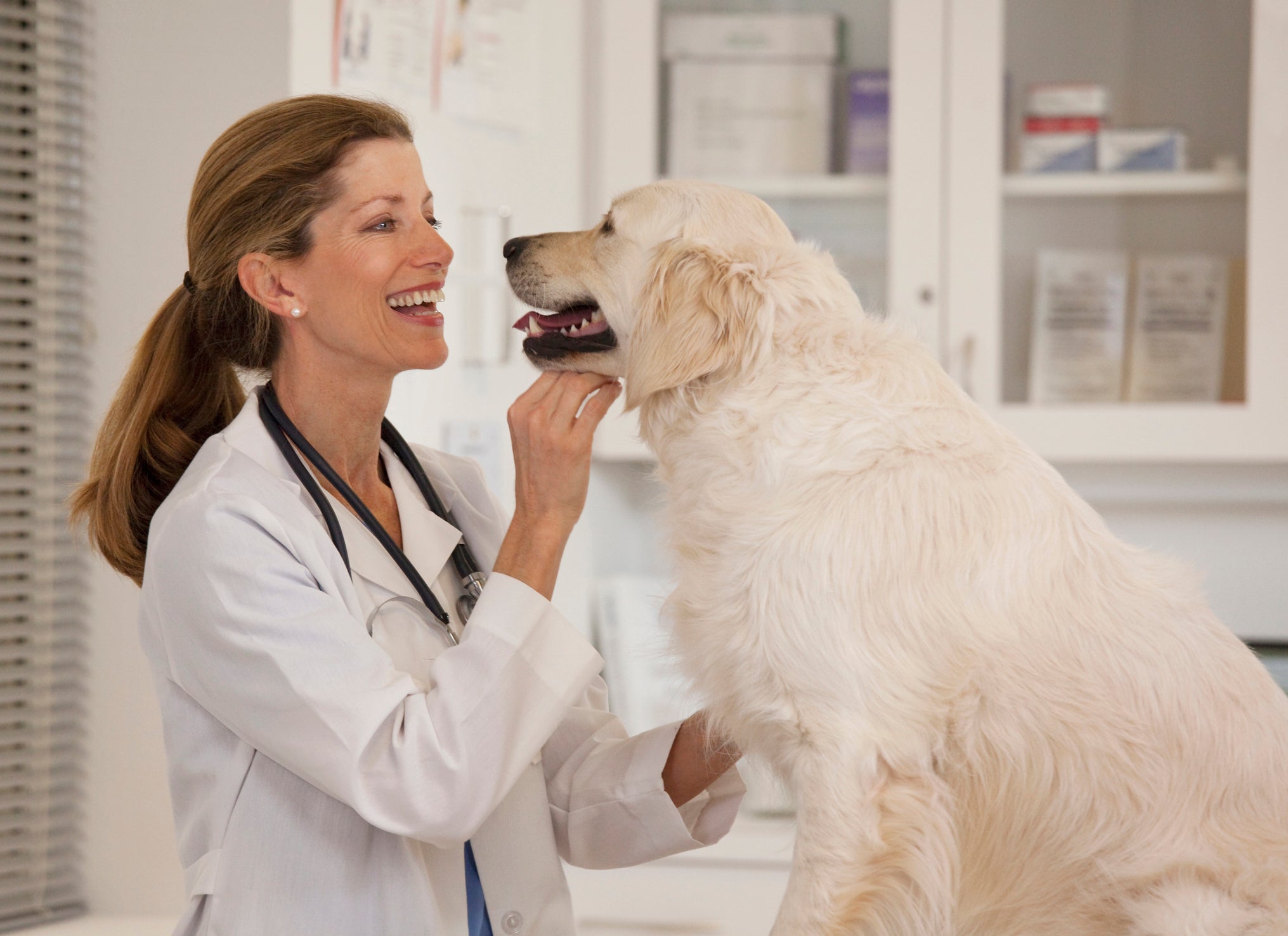 Seja parvovirose canina ou uma gripe em cachorro: consultar o veterinário é fundamental para obter o diagnóstico correto