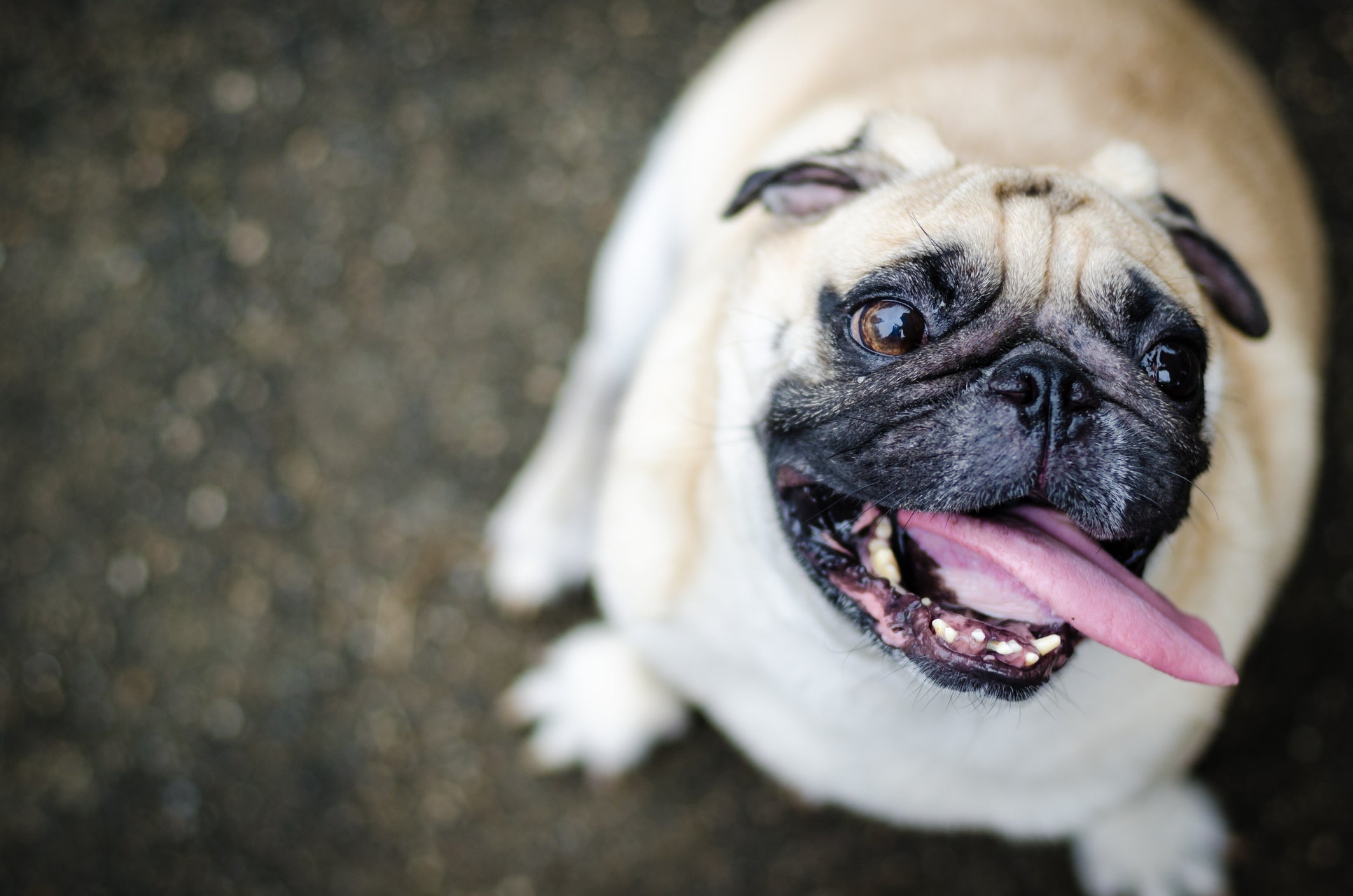 O Pug já é um cachorro mais cheinho, por isso, o cuidado com a alimentação precisa ser redobrado