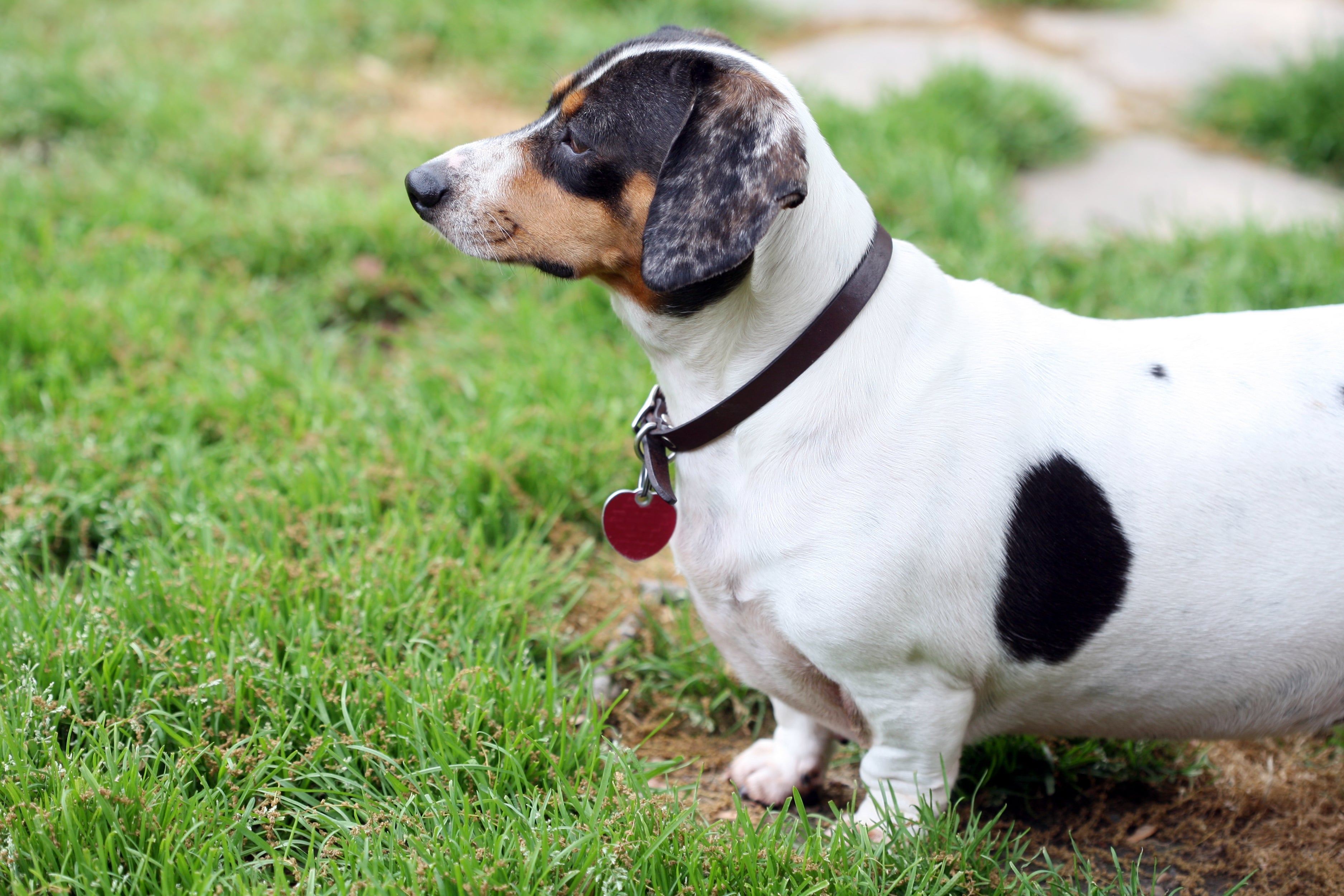 A coluna alongada do Dachshund pode ser prejudicada com o ganho de peso