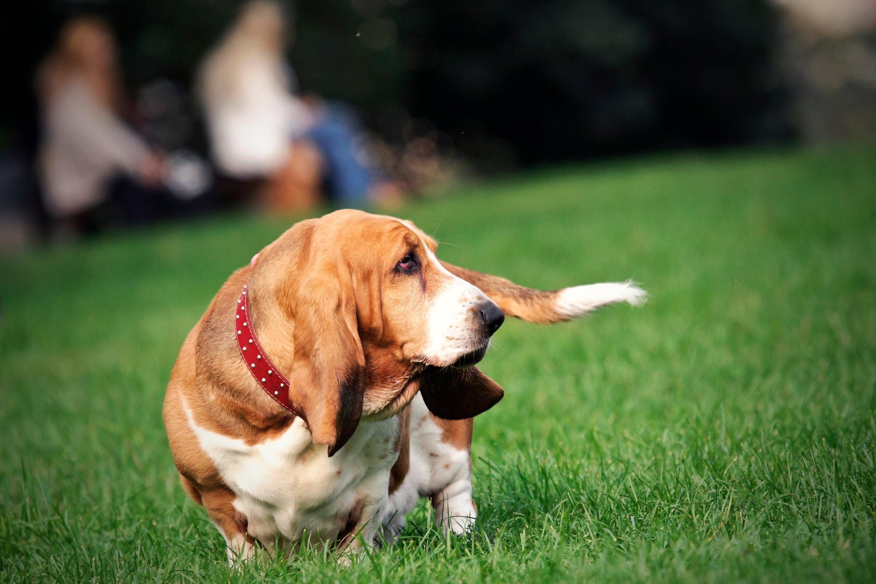 O Basset Hound precisa de estí­mulos para se manter no peso ideal