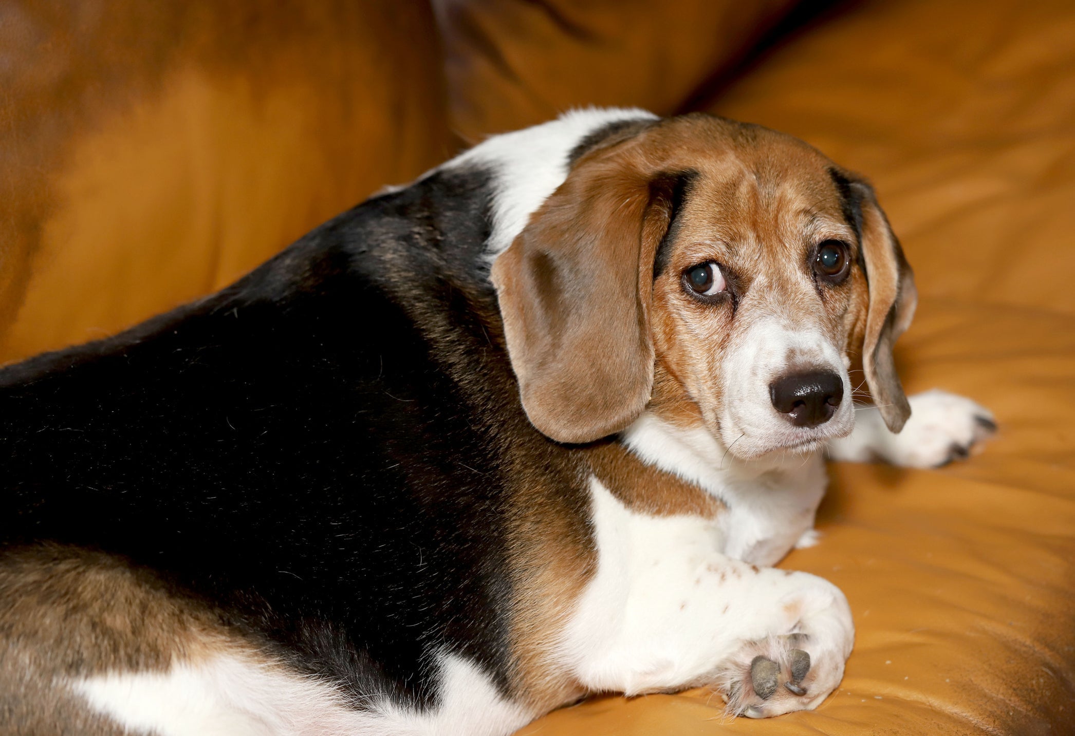 O Beagle gosta mesmo é de comer!