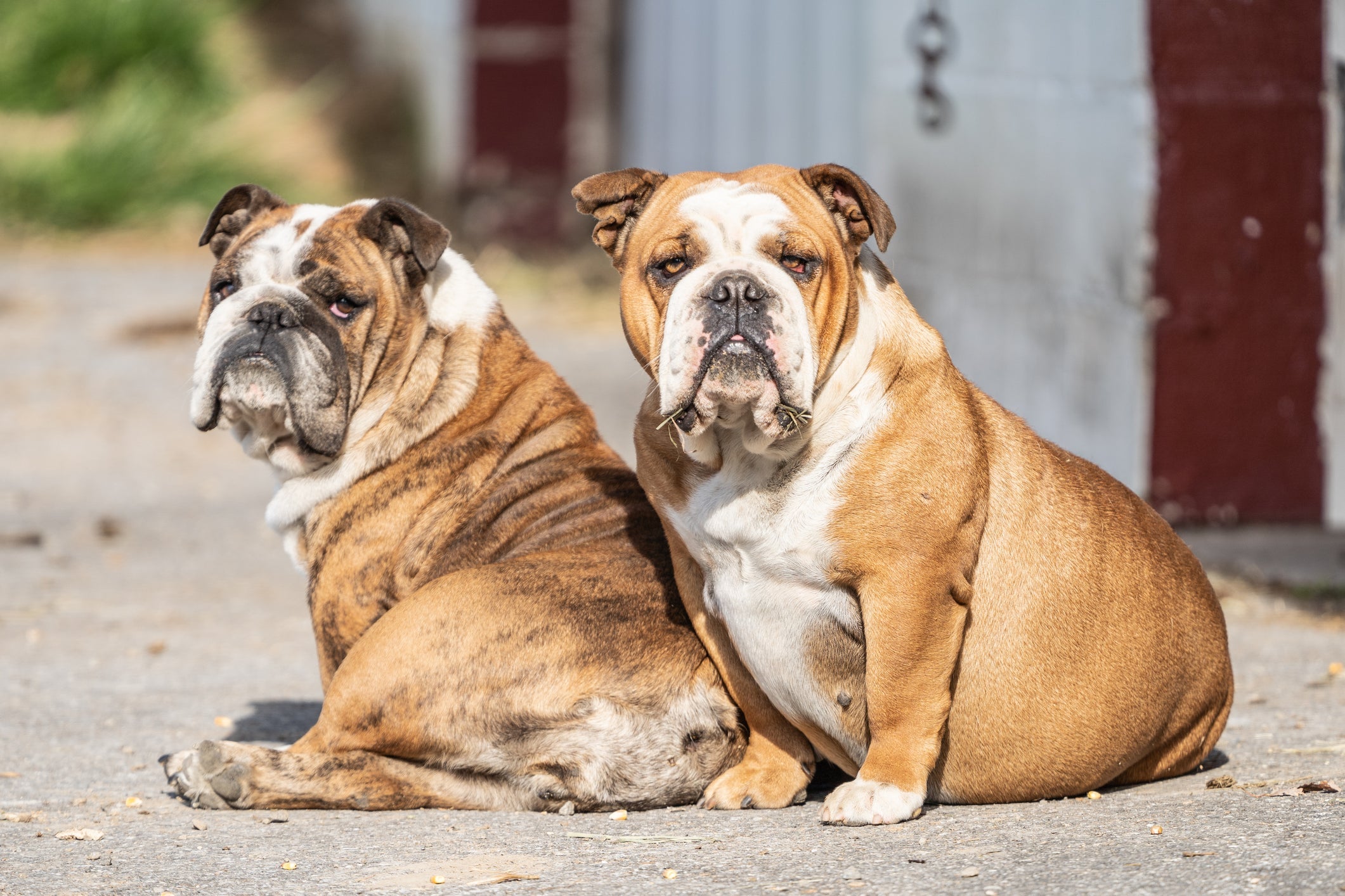 O Buldogue Inglês é aquele cachorro que ama curtir uma preguiça