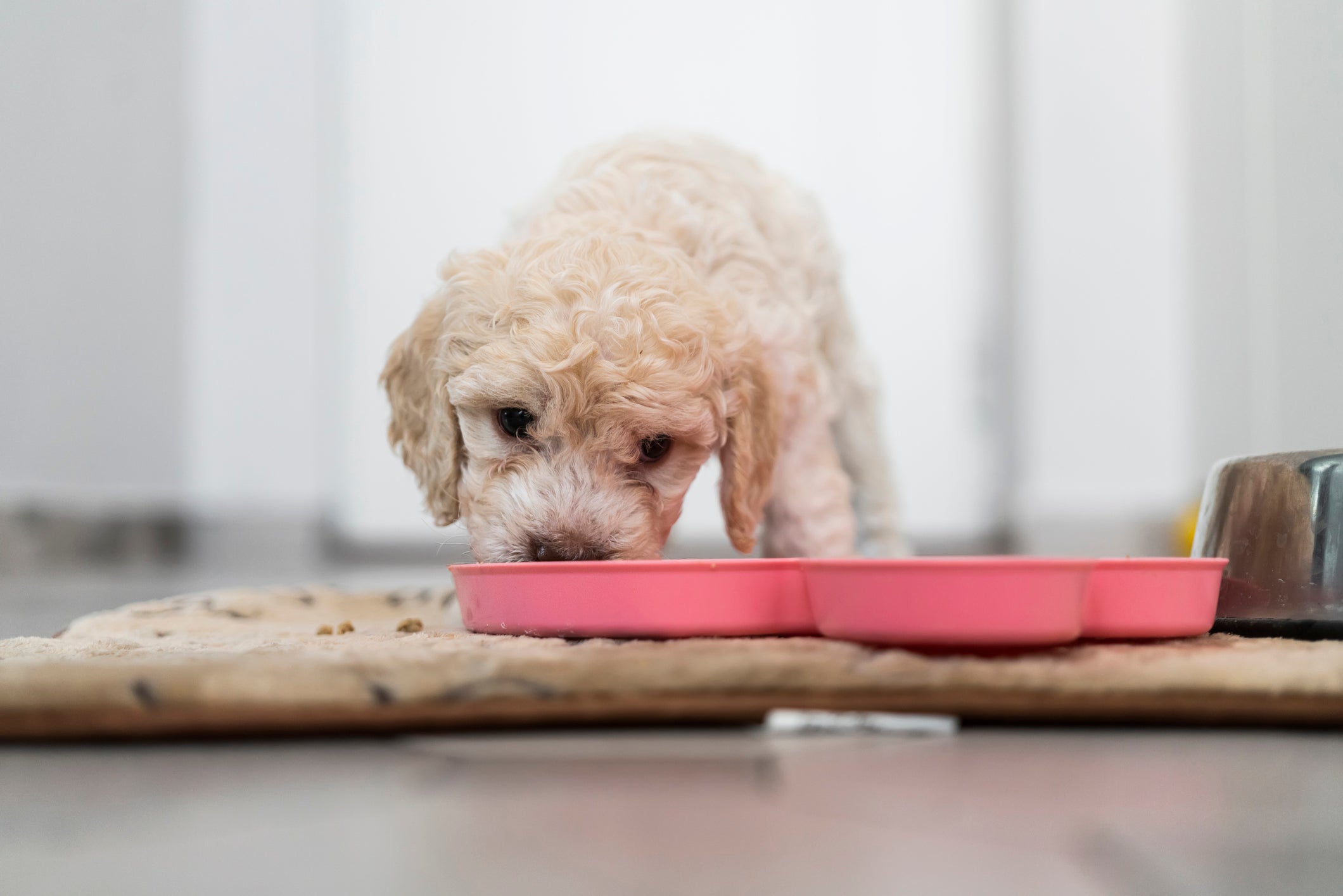 Barriga do cachorro fazendo barulho: comer muito rápido pode contribuir para o surgimento de ruídos