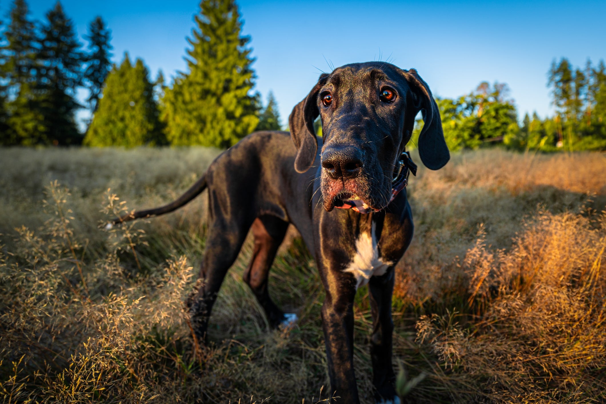O Dog Alemão preto tem tonalidade muito escura e pode ter manchas brancas no peito e patas