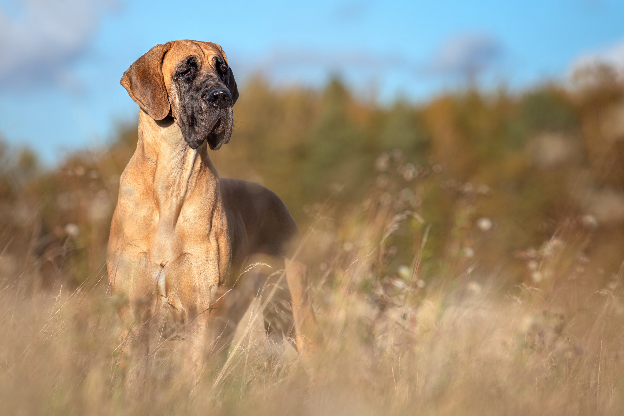O Dogue Alemão dourado possui uma máscara preta no focinho