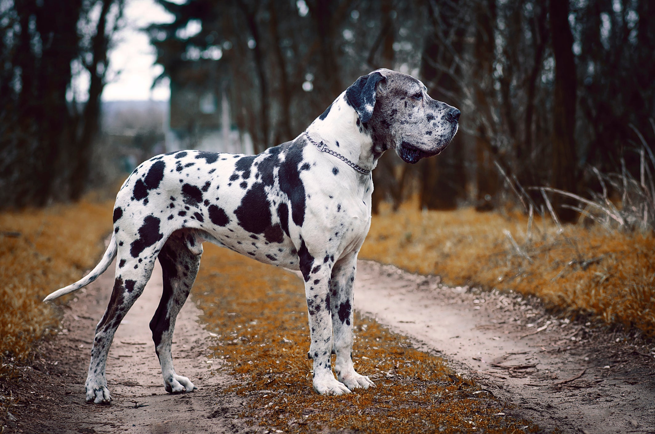 O Dog Alemão arlequim tem pelo branco com manchas pretas