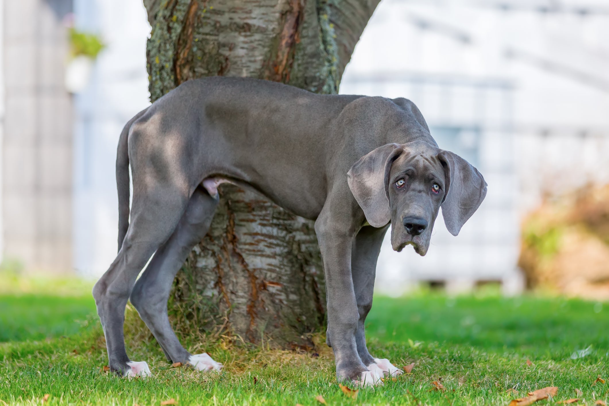 Das raças de cachorro cinza, o Dogue Alemão é o maior de todos