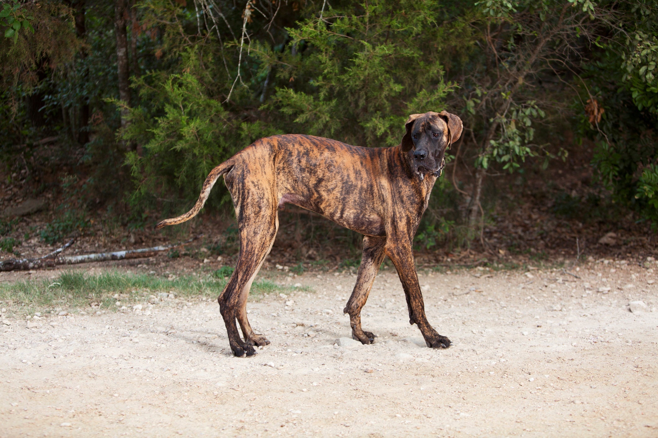 Uma raça de cachorro tigrado comum de achar é Dogue Alemão