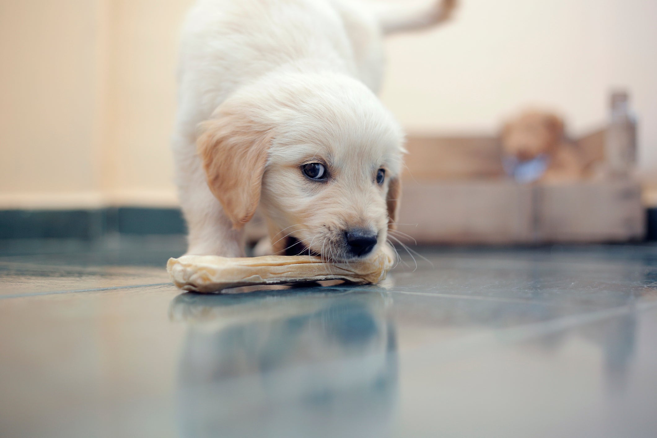 O osso de couro para cachorro não é recomendado. Entenda os motivos abaixo!