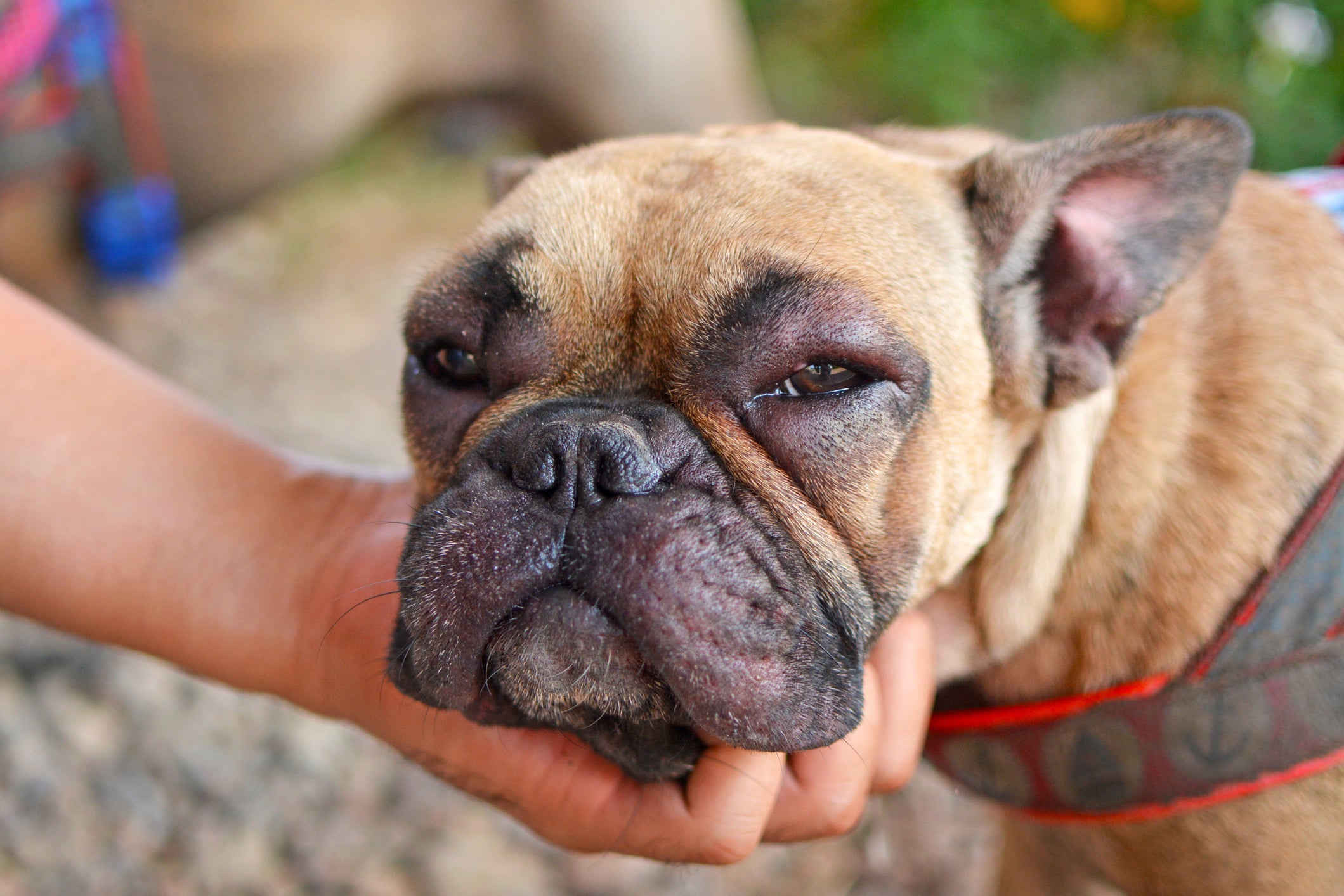 Cachorro com alergia: o inchaço nos olhos é um dos sintomas
