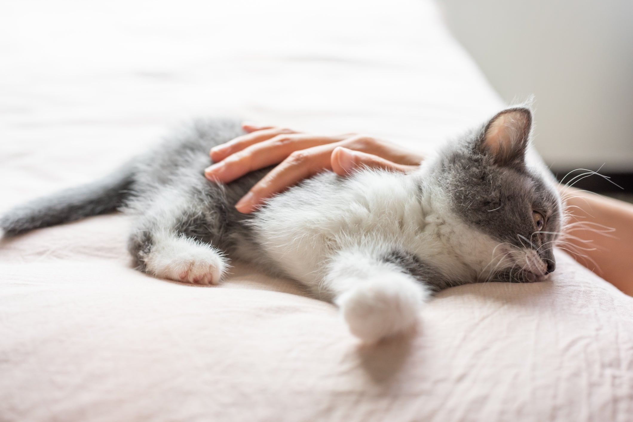 O sistema imunológico do gato filhote ainda está se desenvolvendo, o que o torna mais suscetível a contrair algumas doenças