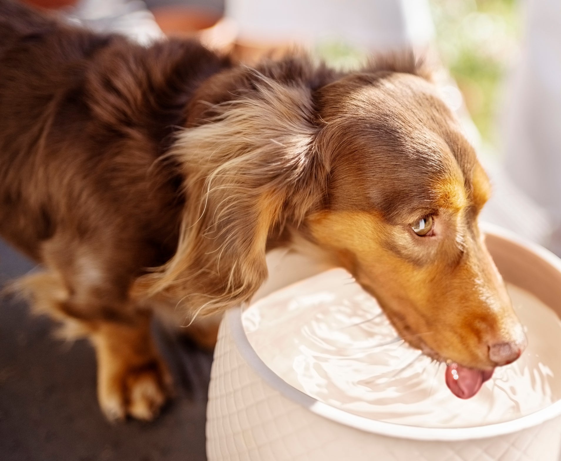 Para prevenir a desidratação em cachorro, a medida mais eficaz é oferecer bastante água nos dias quentes