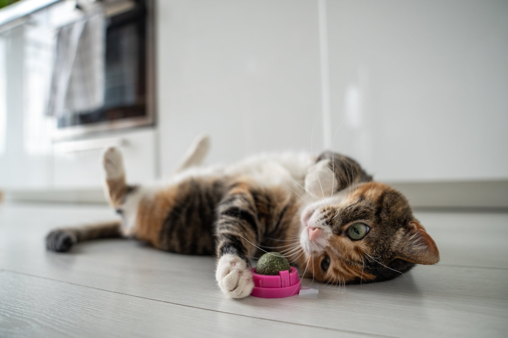 Gato dormir com a barriga exposta indica confiança e segurança no ambiente