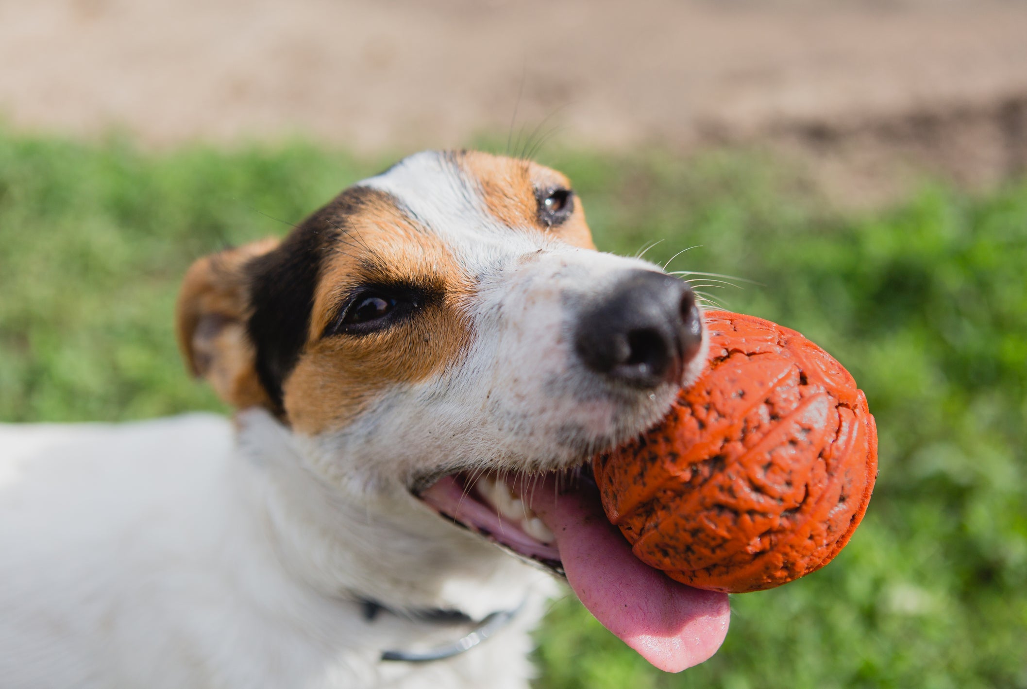 A bola indestrutível para cachorro é uma boa opção para animais grandes ou com hábitos destrutivos