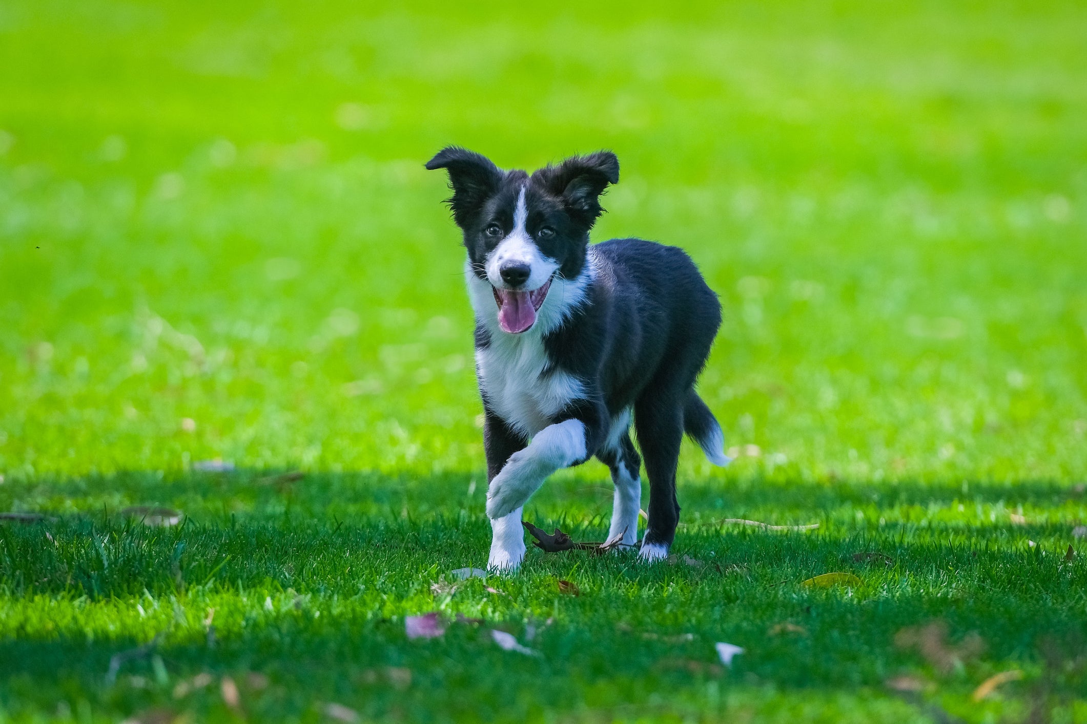 O Border Collie é o cão ideal para cuidar de rebanhos