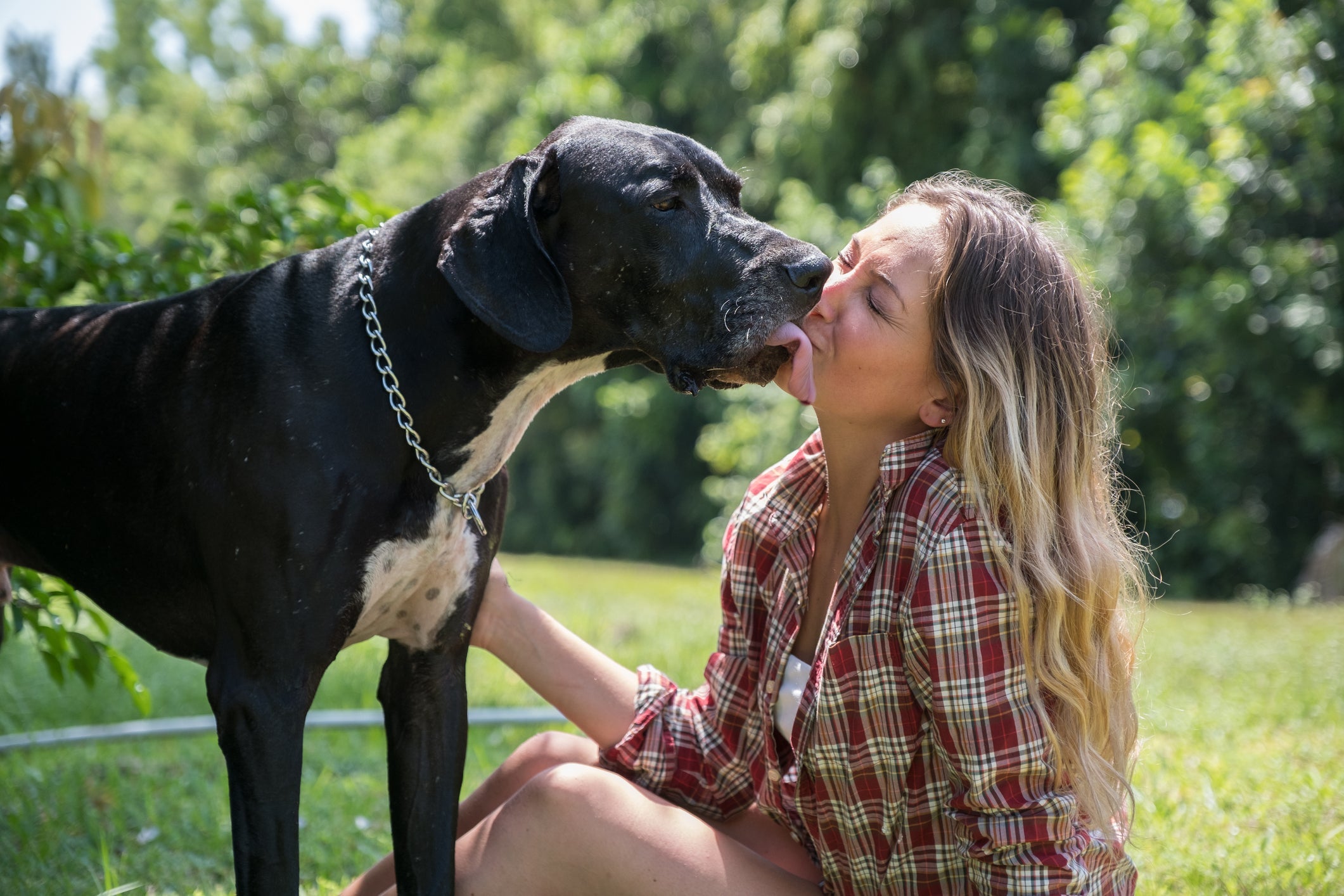 Dogue Alemão é brincalhão e um super companheiro para o dono