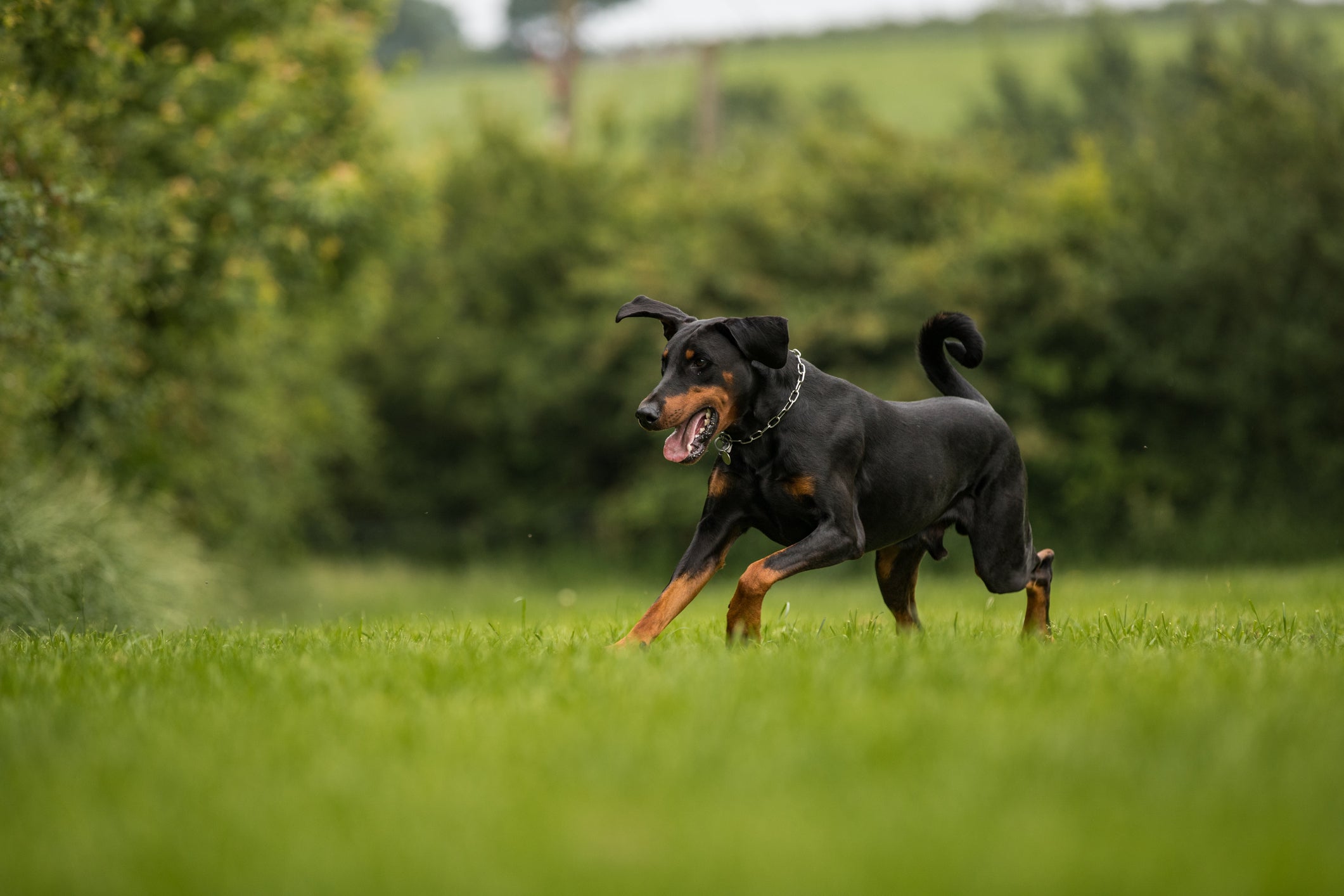 Companheiro e inteligente, o Doberman é a raça de cachorro perfeita para chácaras e sí­tios