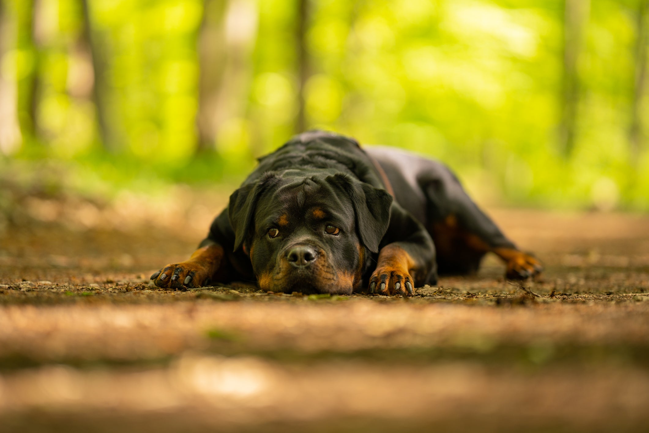 O cachorro fraco das pernas ou que fica muito cansado após exercícios pode sofrer com o problema