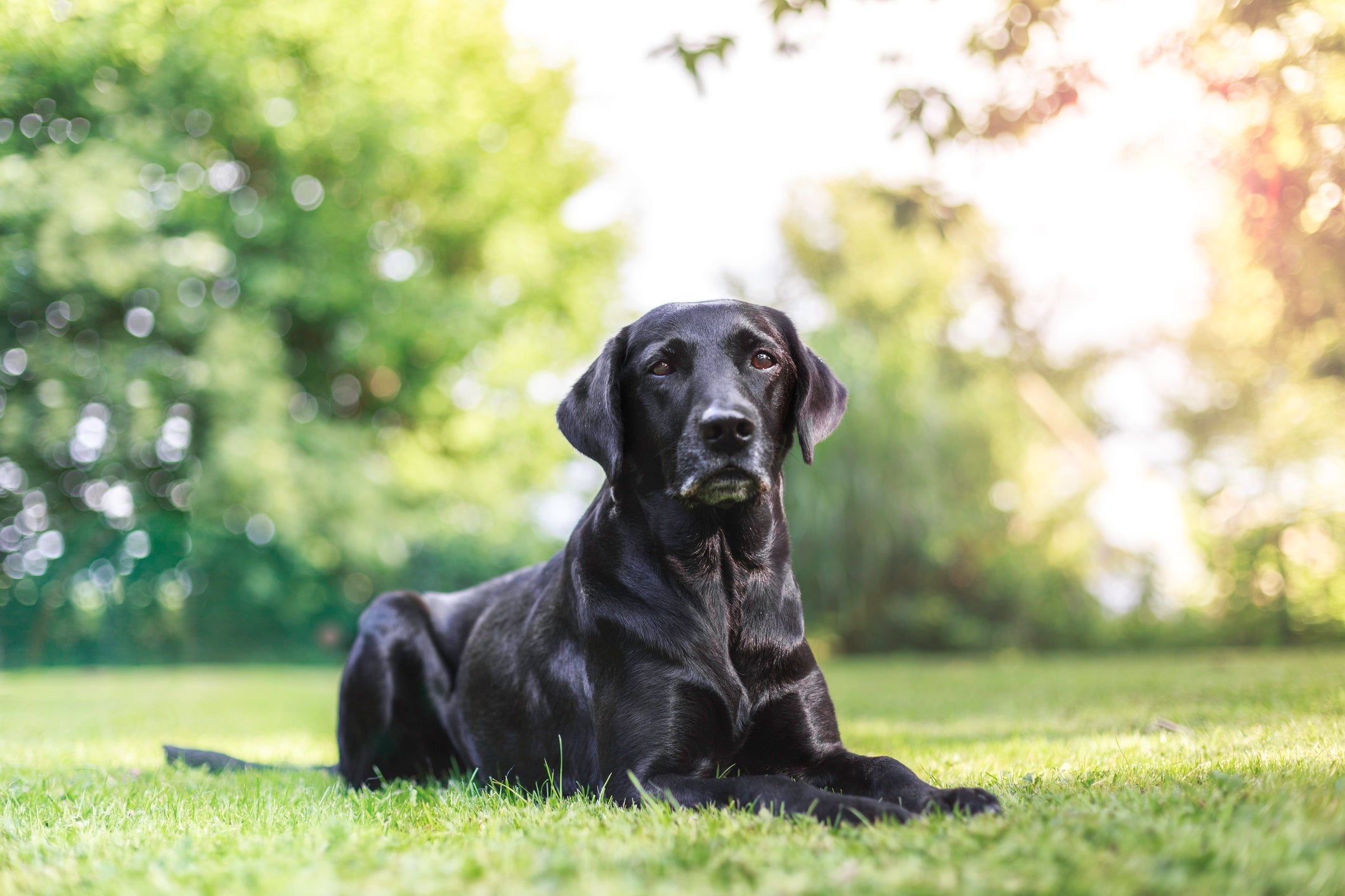 O Labrador é um cão brincalhão e ativo. Por isso, as atividades fí­sicas diárias são essenciais