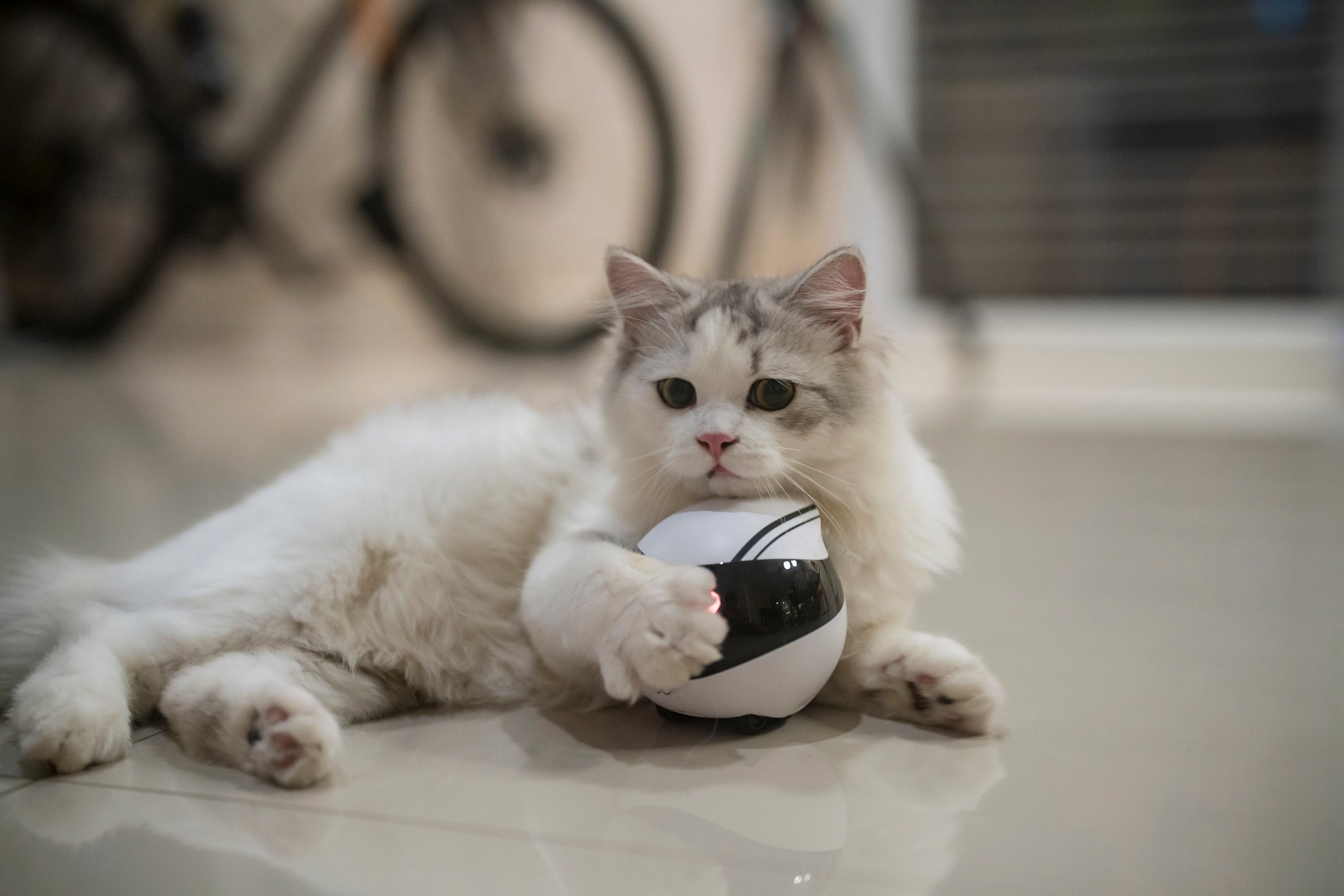 Os brinquedos eletrônicos para gatos precisam de supervisão