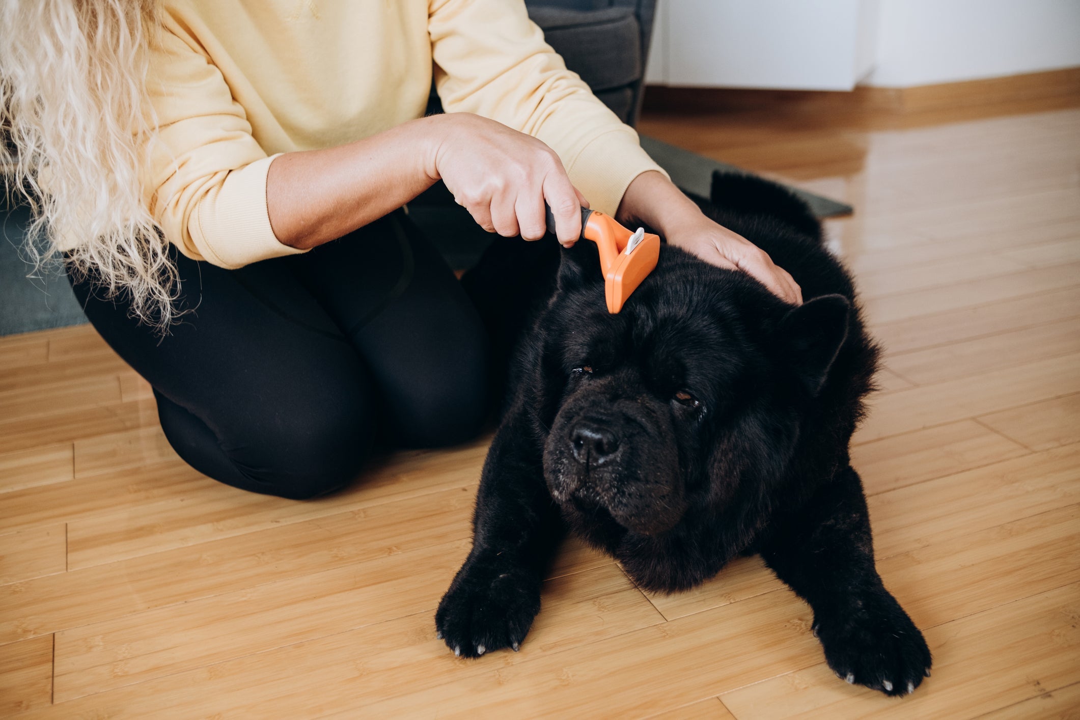 Uma boa mãe de cachorro faz o que é importante para a saúde e bem-estar do cão no dia a dia