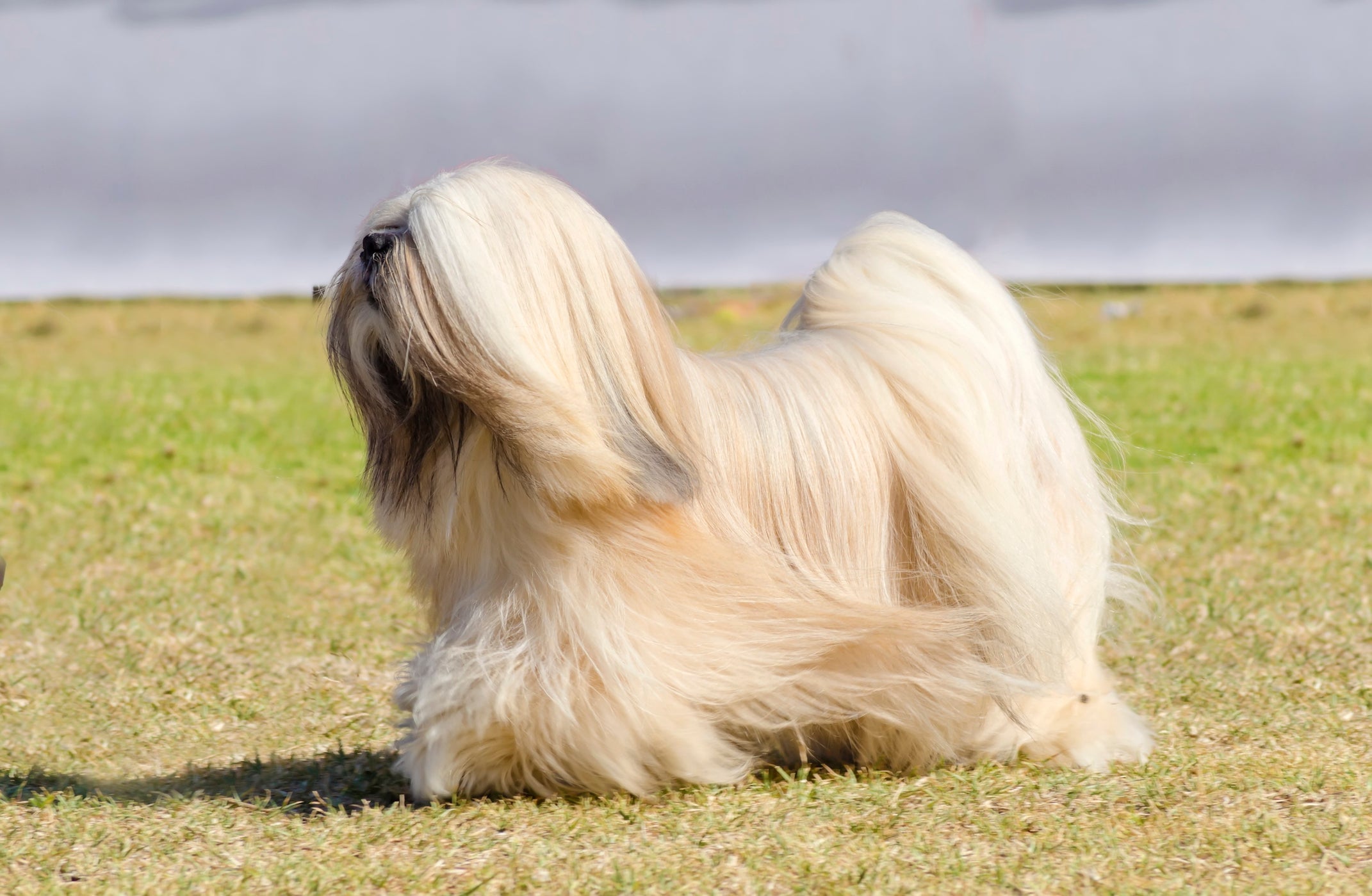 Personalidade amorosa fica evidente na convivência com o Lhasa Apso