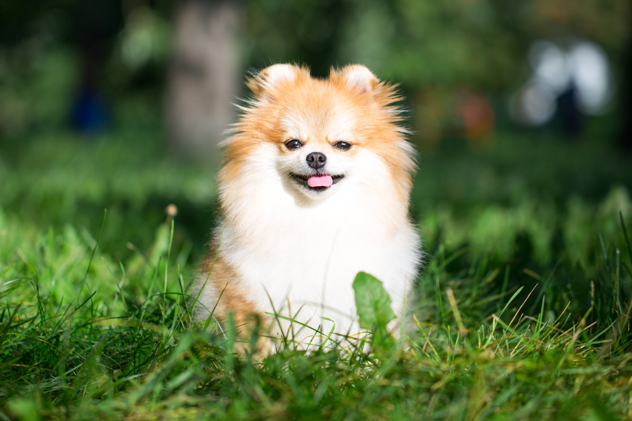 O Lulu da Pomerânia (ou Spitz Alemão) tem o caramelo e o branco no seu padrão de cor