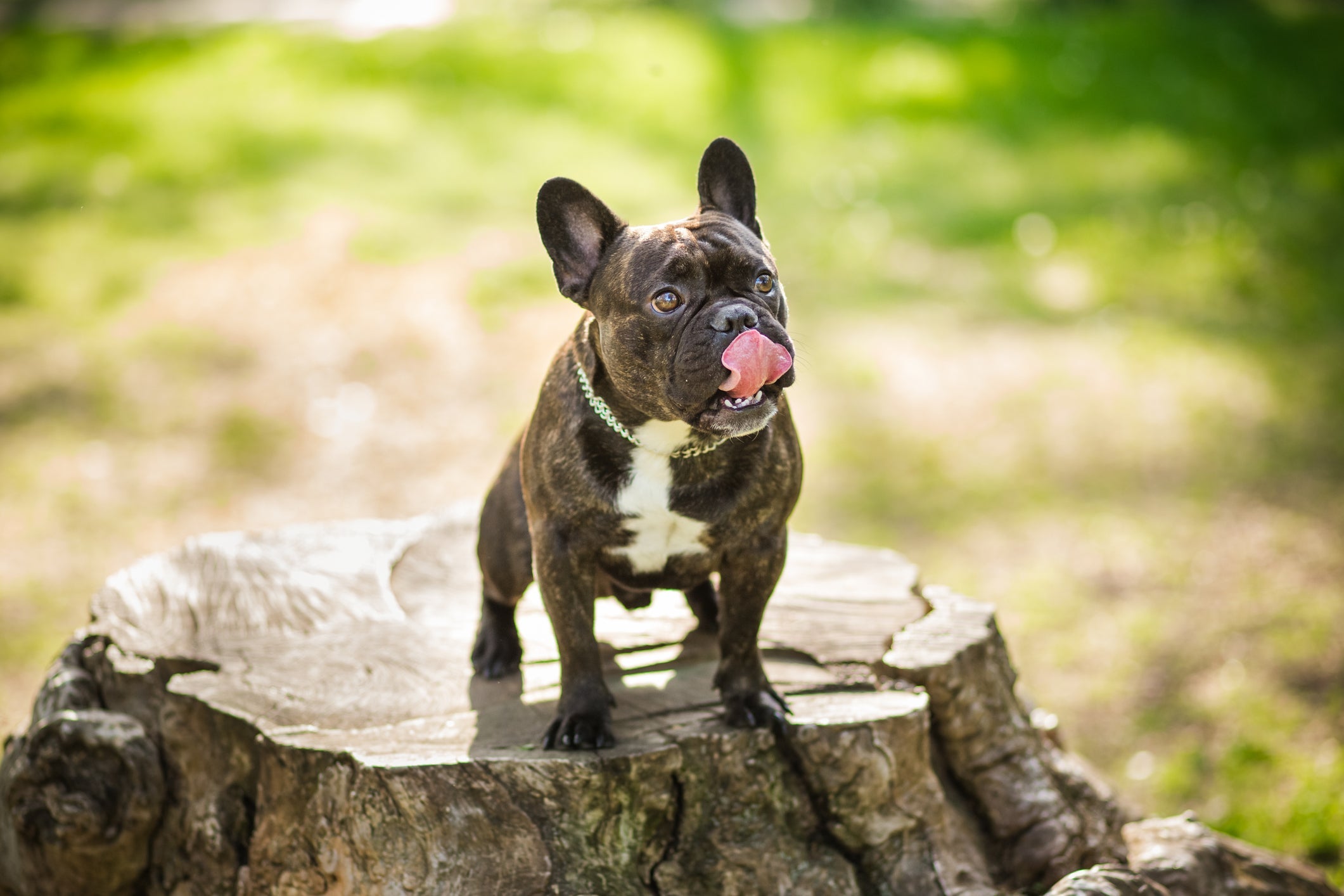 Na anatomia do cachorro, a respiração começa nas narinas, percorre todo o trato respiratório e termina no pulmão