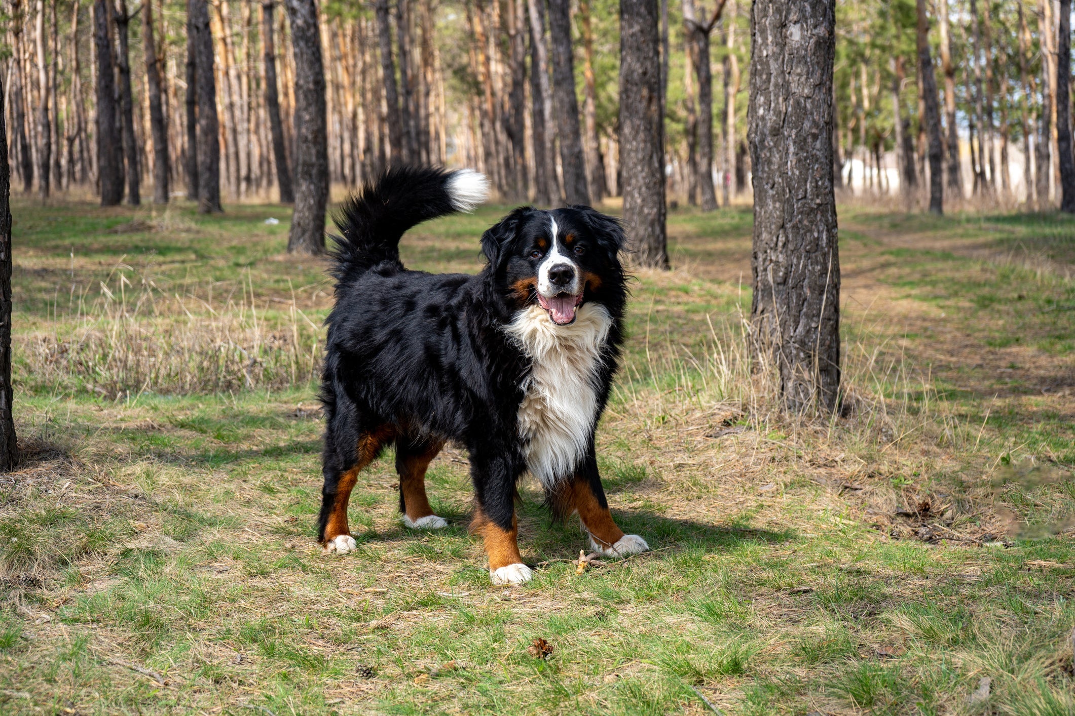 O Bernese Mountain é uma raça de cães de trabalho ótima para fazendas pois realiza várias tarefas