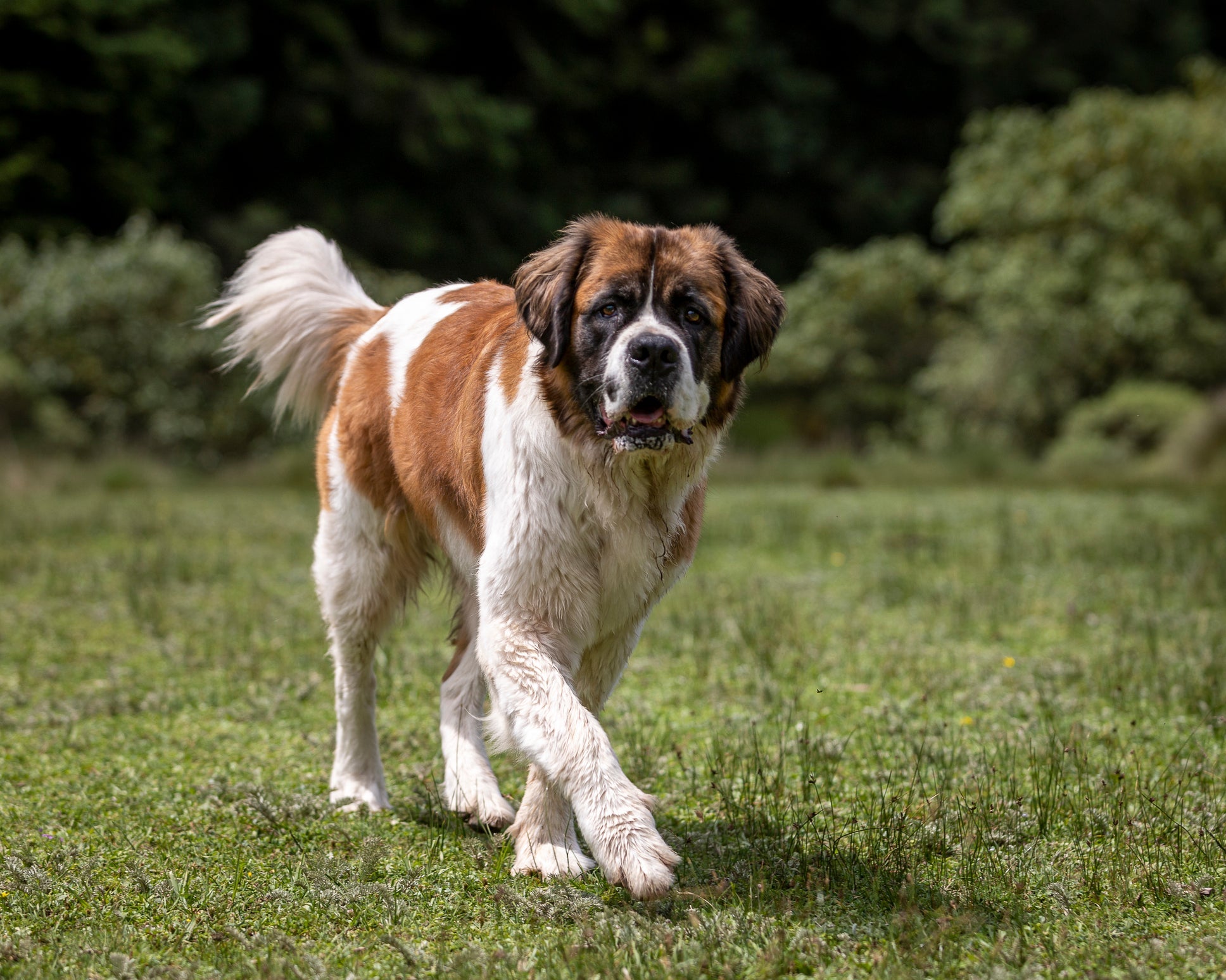 Nomes para cachorro inspirados em filmes e séries fazem sucesso