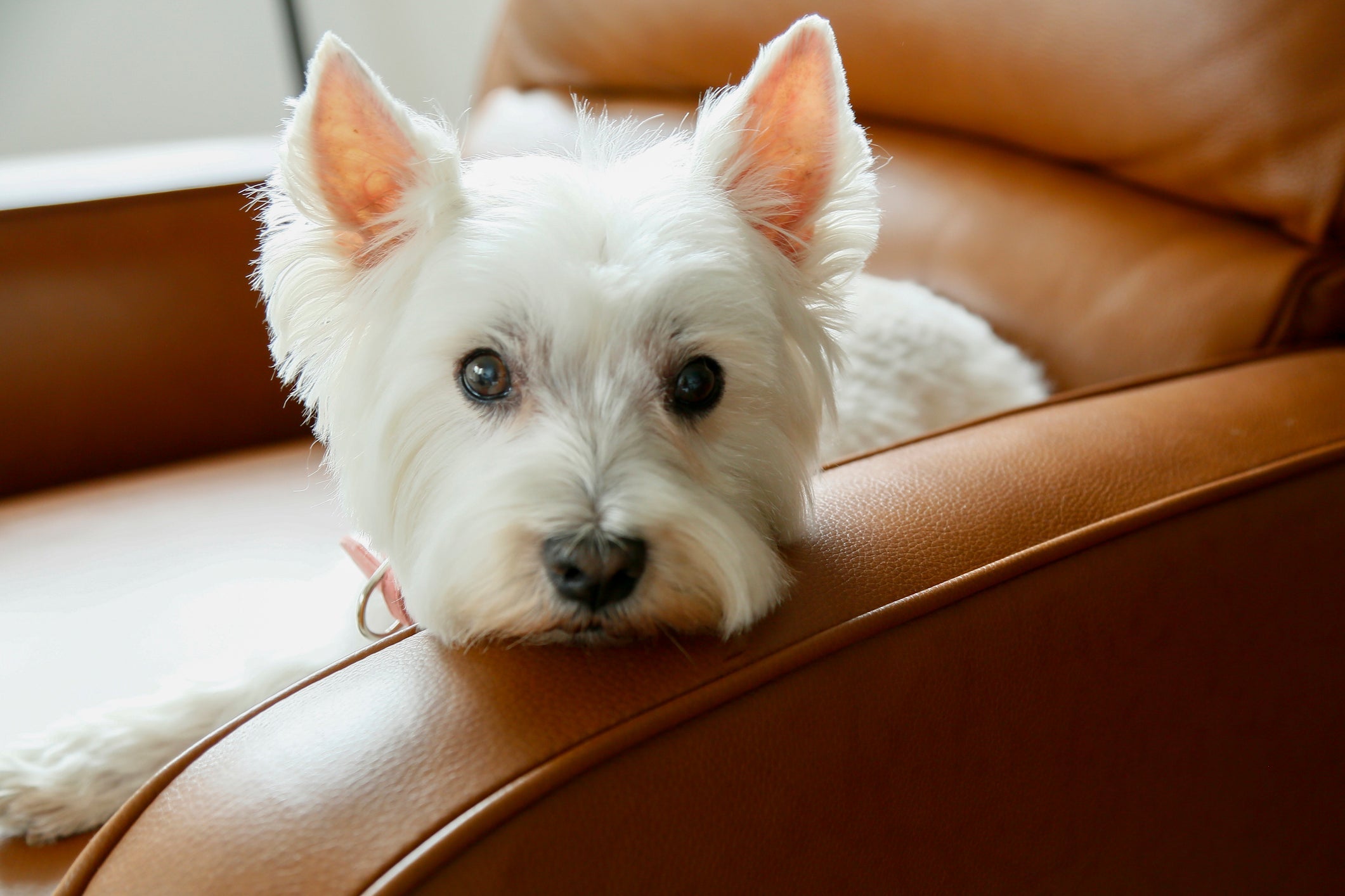 Cachorro que não solta pelo: o West Highland White Terrier é um exemplo