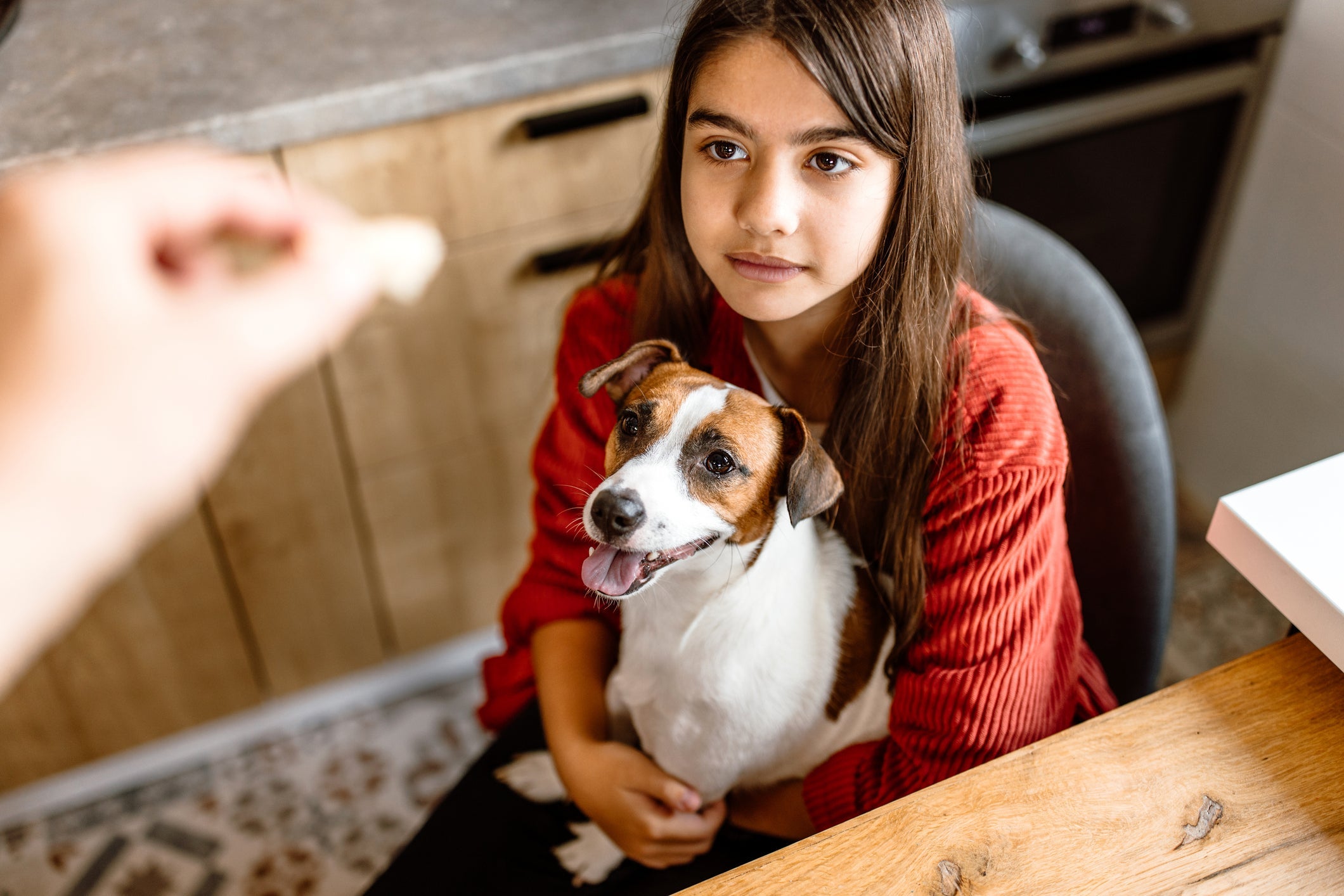 O Jack Russell Terrier também faz parte das raças de cachorro que vivem mais tempo