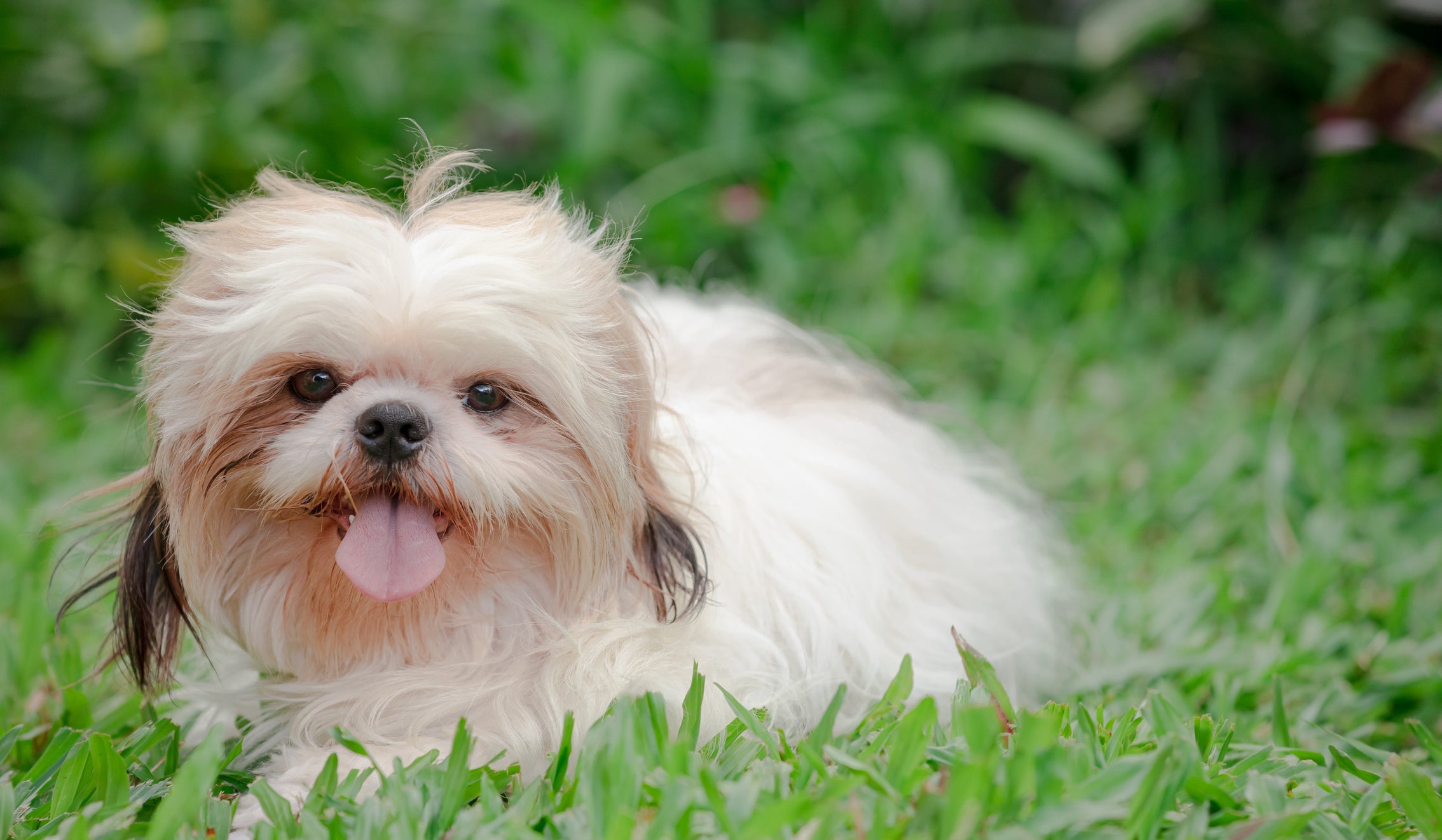 O Shih Tzu faz parte da lista de raças de cachorro que vivem mais do que a média