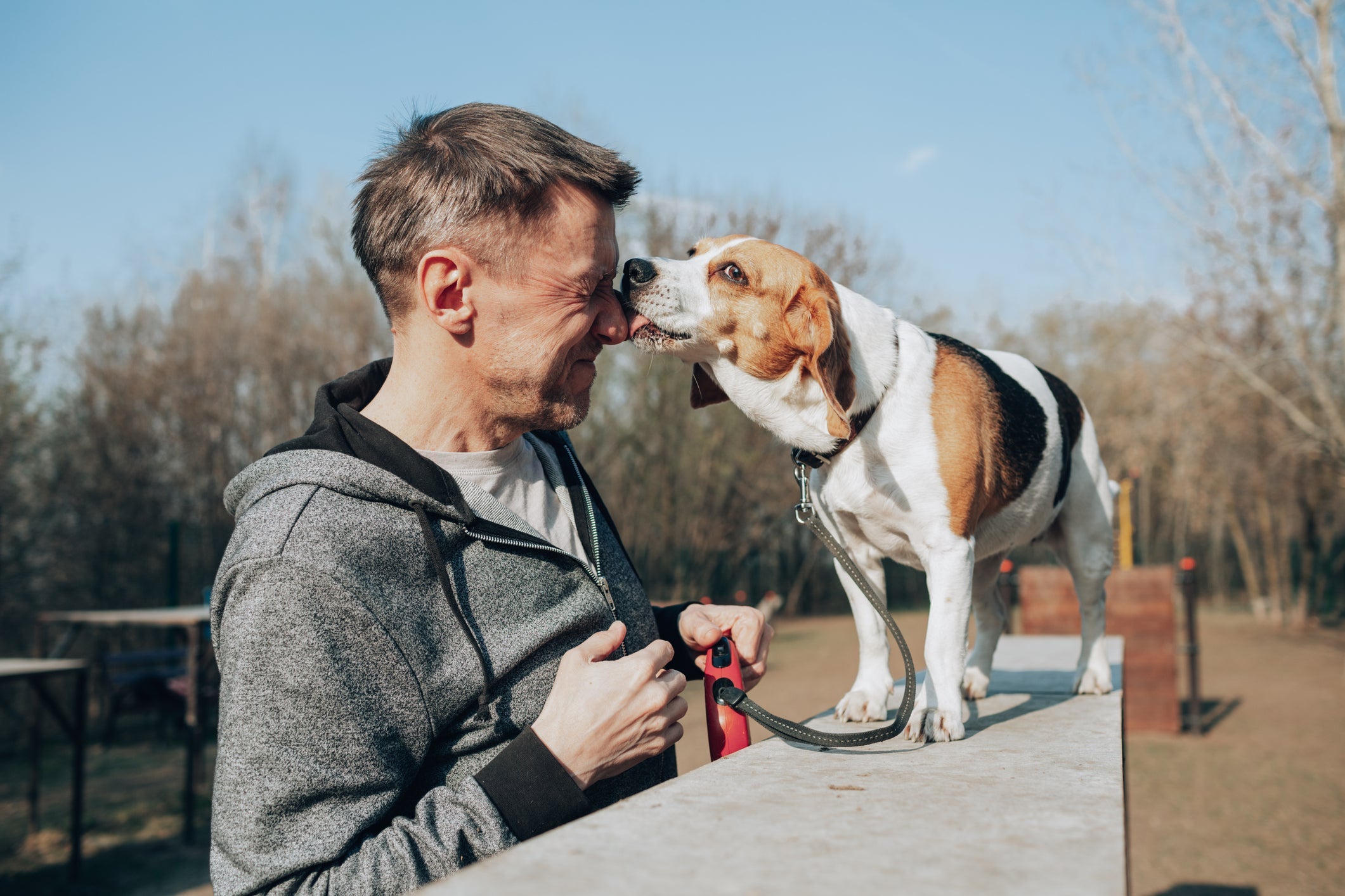 Apesar das doenças características da raça, o Beagle costuma viver entre 10 e 15 anos