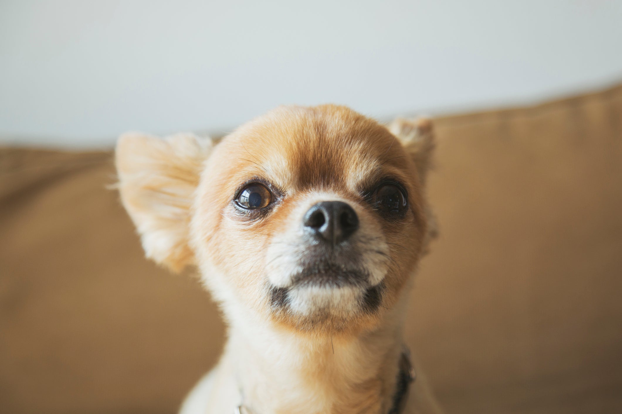 O Chihuahua é uma raça de cachorro que se destaca pela sua expectativa de vida