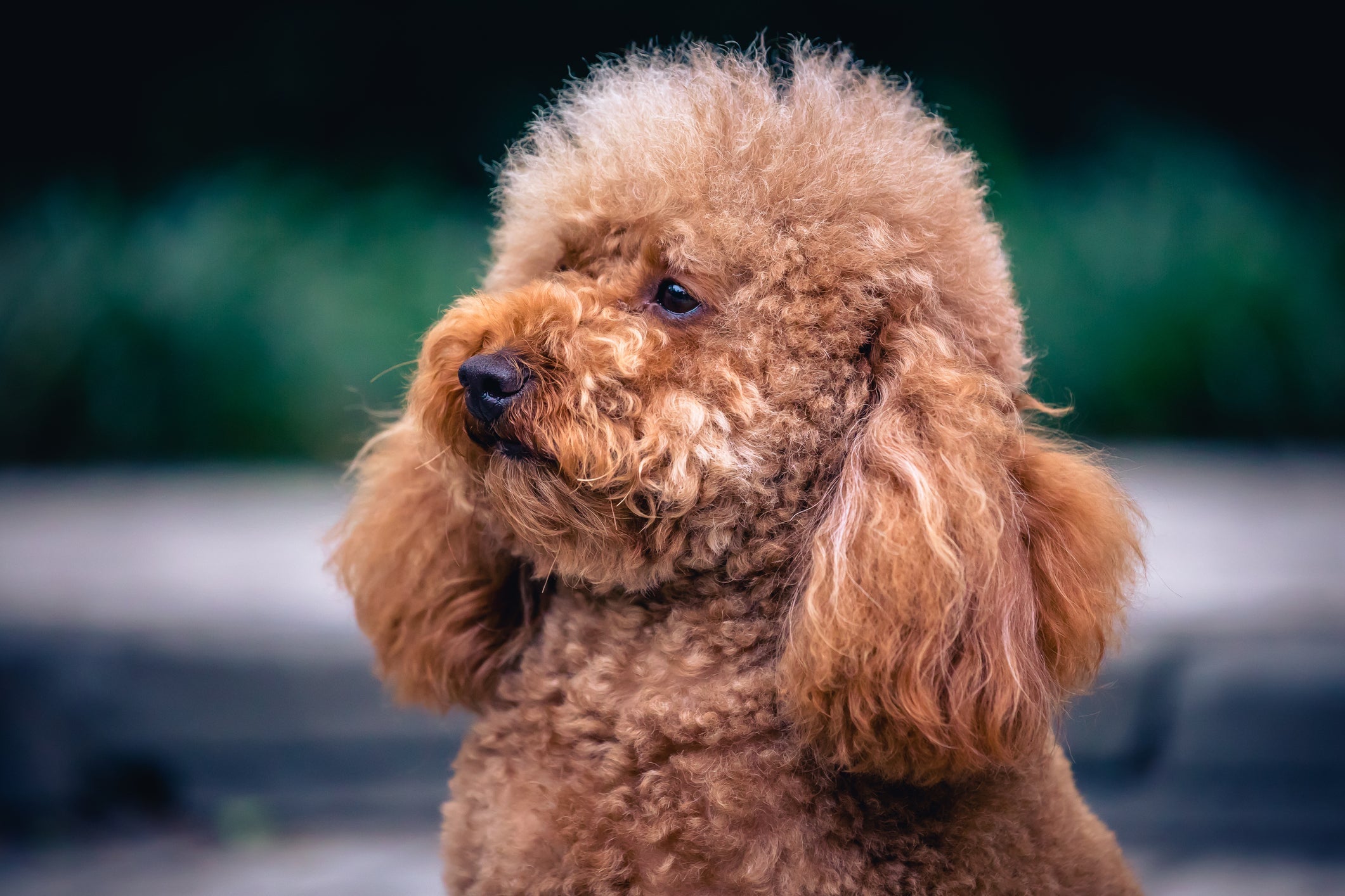 Dentre as raças de cachorro que vivem mais, o Poodle é uma das mais conhecidas