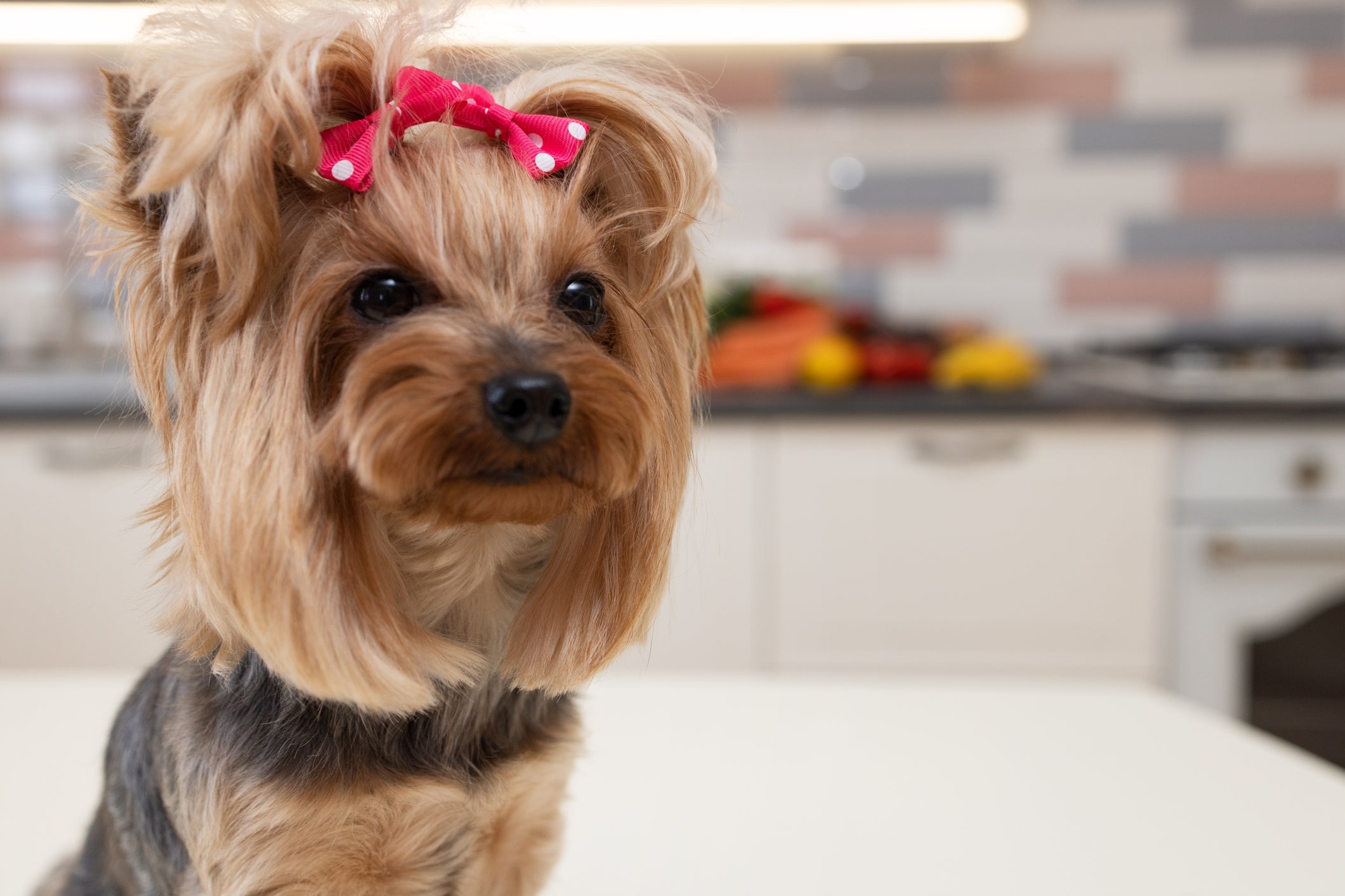 O Yorkshire Terrier é um dos cachorros mais adequados para o ambiente familiar