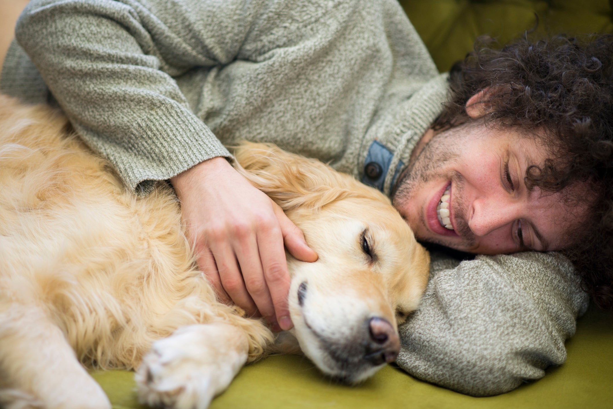 A raça de cachorro Golden Retrievier ama dormir na cama dos donos