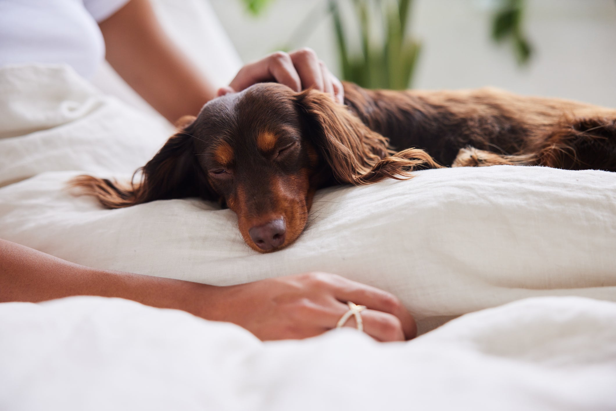 O cachorro Dachshund é muito enérgico e vai adorar a sua companhia na hora de descansar