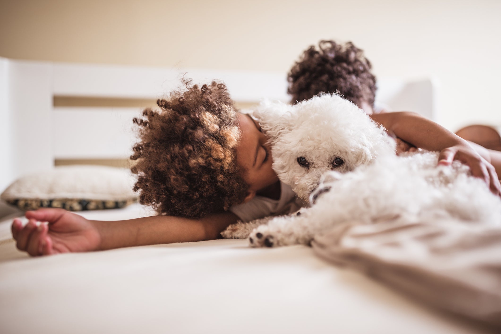 A dica de como fazer um cachorro gostar de você é fazer carinho nas costas do pet