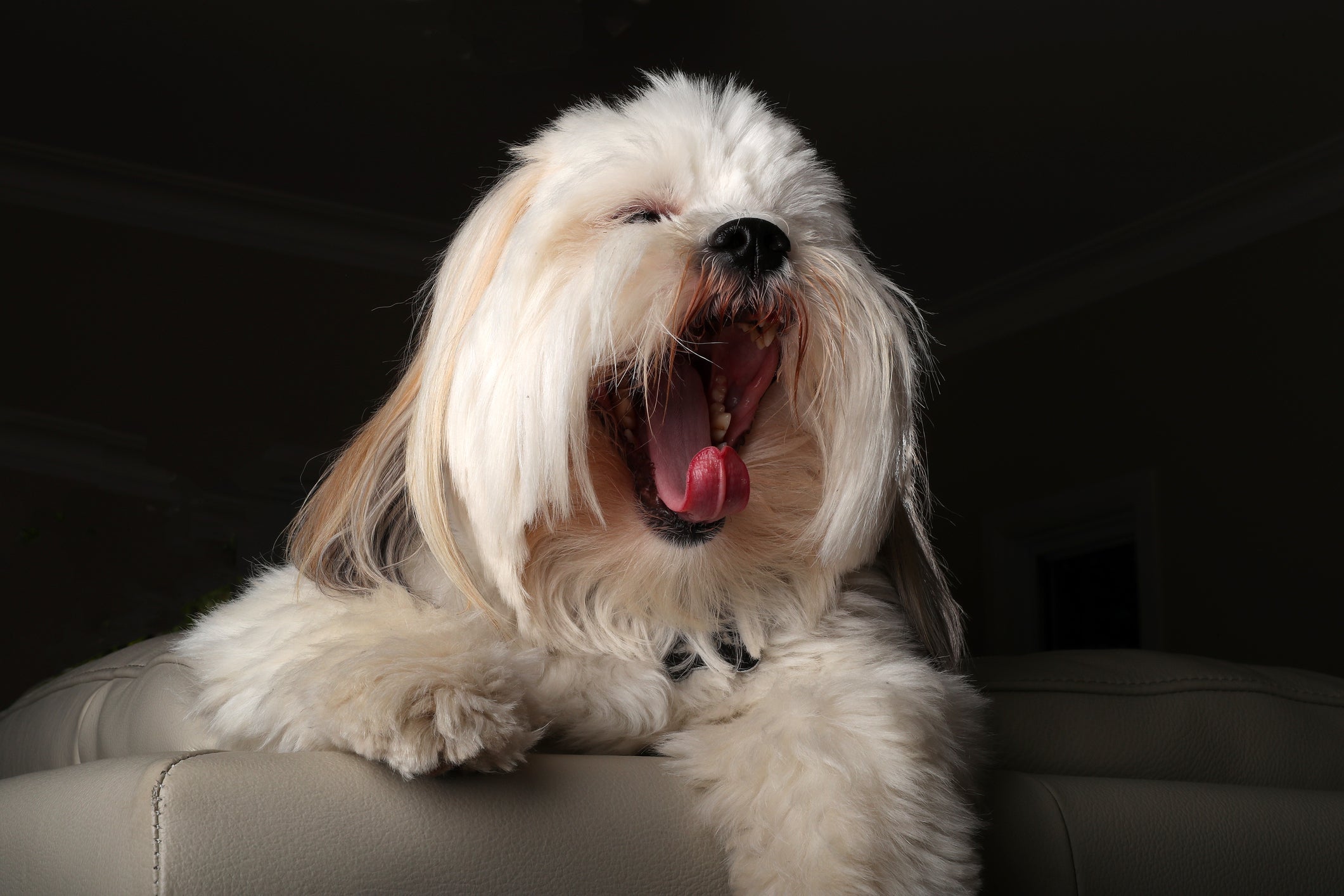 O Lhasa Apso é um cachorro que faz de tudo para tudo para agradar seu dono