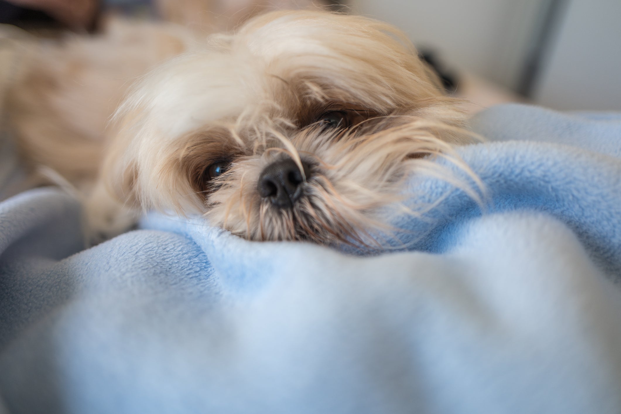 Além de dormir ao lado do dono, o cachorro Shih tzu adora receber um cafuné na hora da soneca