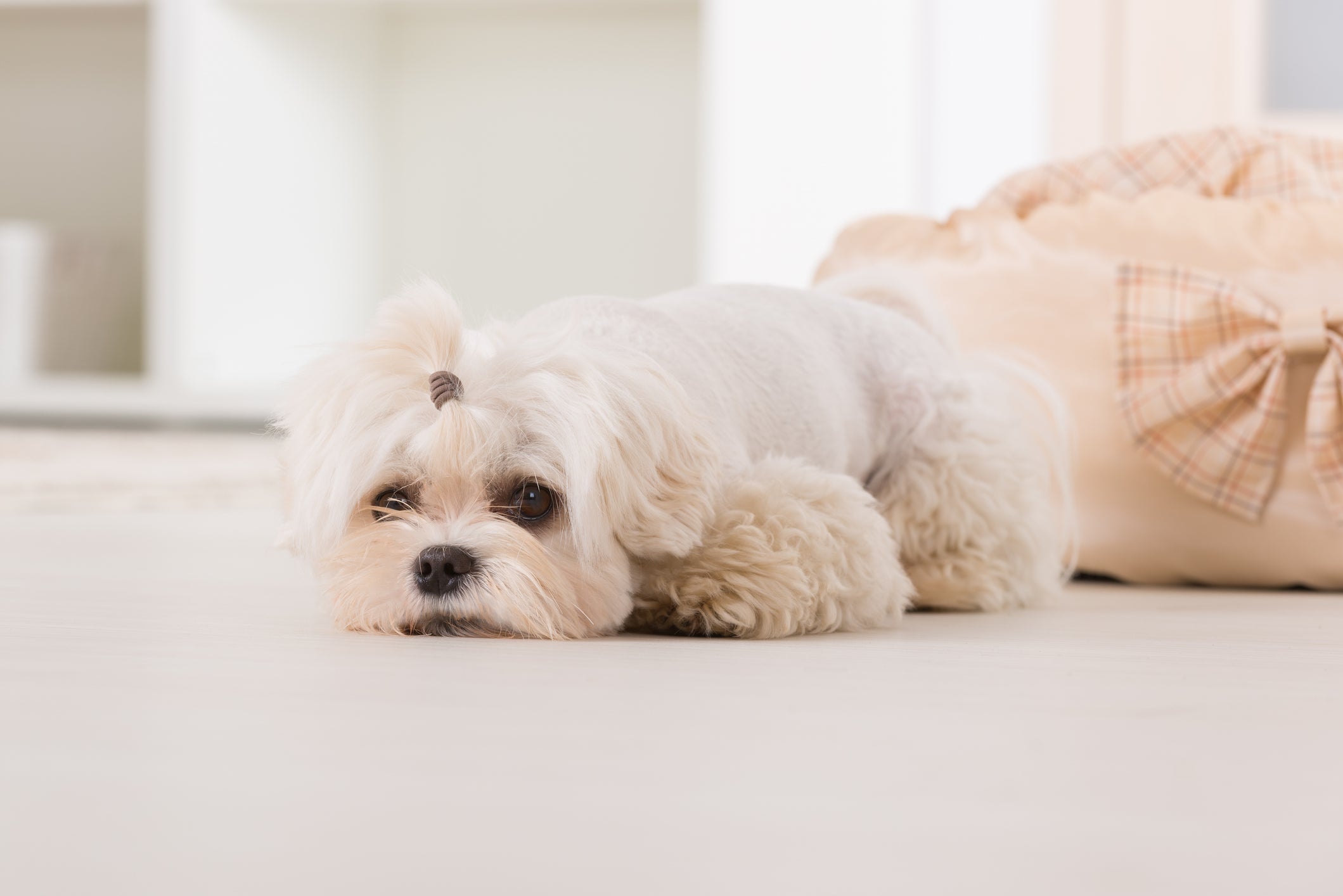 A raça de cachorro Maltês costuma acompanhar o ritmo dos tutores, inclusive na hora de dormir