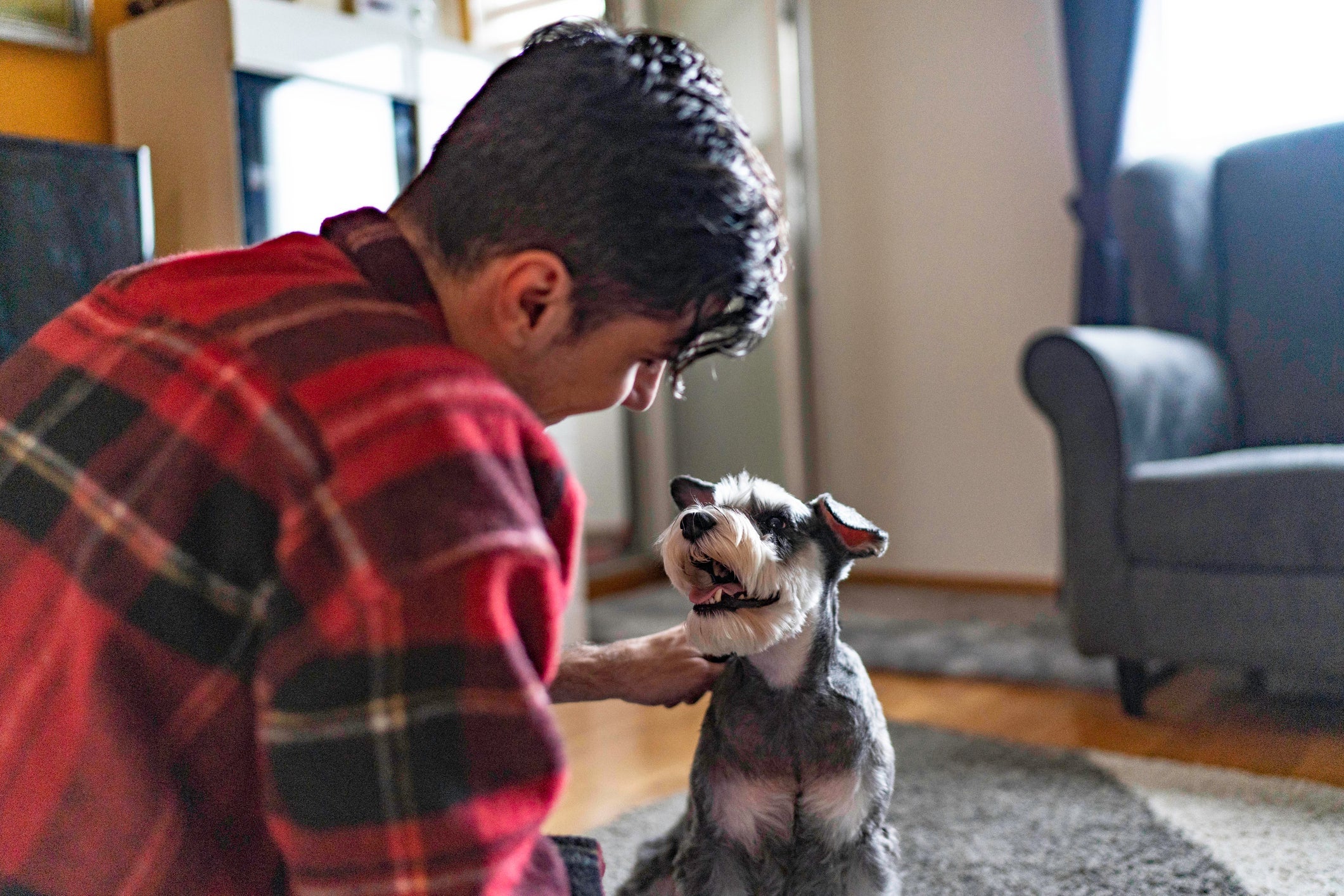 O Schnauzer é um doguinho que não mede esforços para proteger seu dono