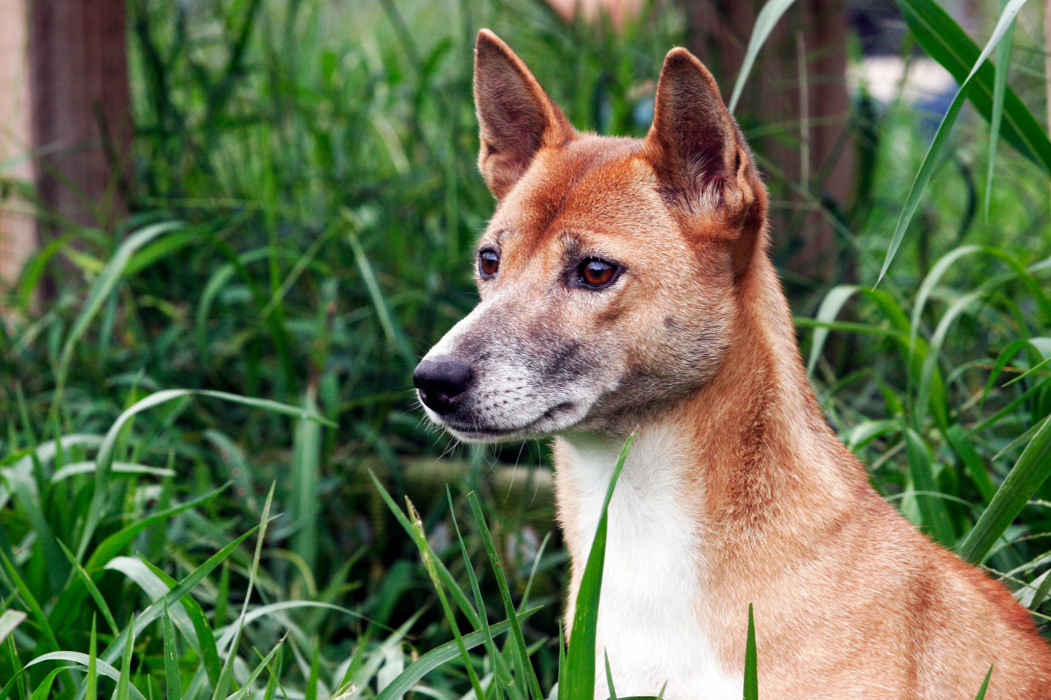 O cão Cantor da Nova Guiné não tem esse nome à toa: seu uivo parece um canto
